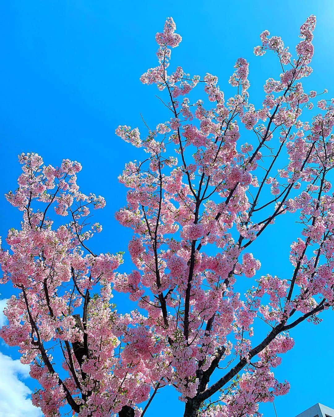 鈴木 あやさんのインスタグラム写真 - (鈴木 あやInstagram)「. 🌸🌸🌸 . . . 遅めの桜🌸投稿🤳🏻 春は桜見なきゃ終われないよね👼🏻 散る前にめるまは🐶🐶と一緒に 行けて良かった〜〜🥺♥️ . コメント欄に桜🌸を いっぱい咲かせてほしいな🥰 (これやってみたかった☝🏻) . #桜 #cherryblossom #春 #spring #空 #青空 #天気良くて幸せ #桜日和 #さくら #ポメラニアン #チワワ #多頭飼い #merci #mahalo #メルシー #マハロ #アオハル な#写真 が#撮れた #🌸 #コメント欄 #🌸🌸🌸 だよ#最後まで読まずにコメントしてる人バレるやつ」4月16日 22時13分 - ayachu69