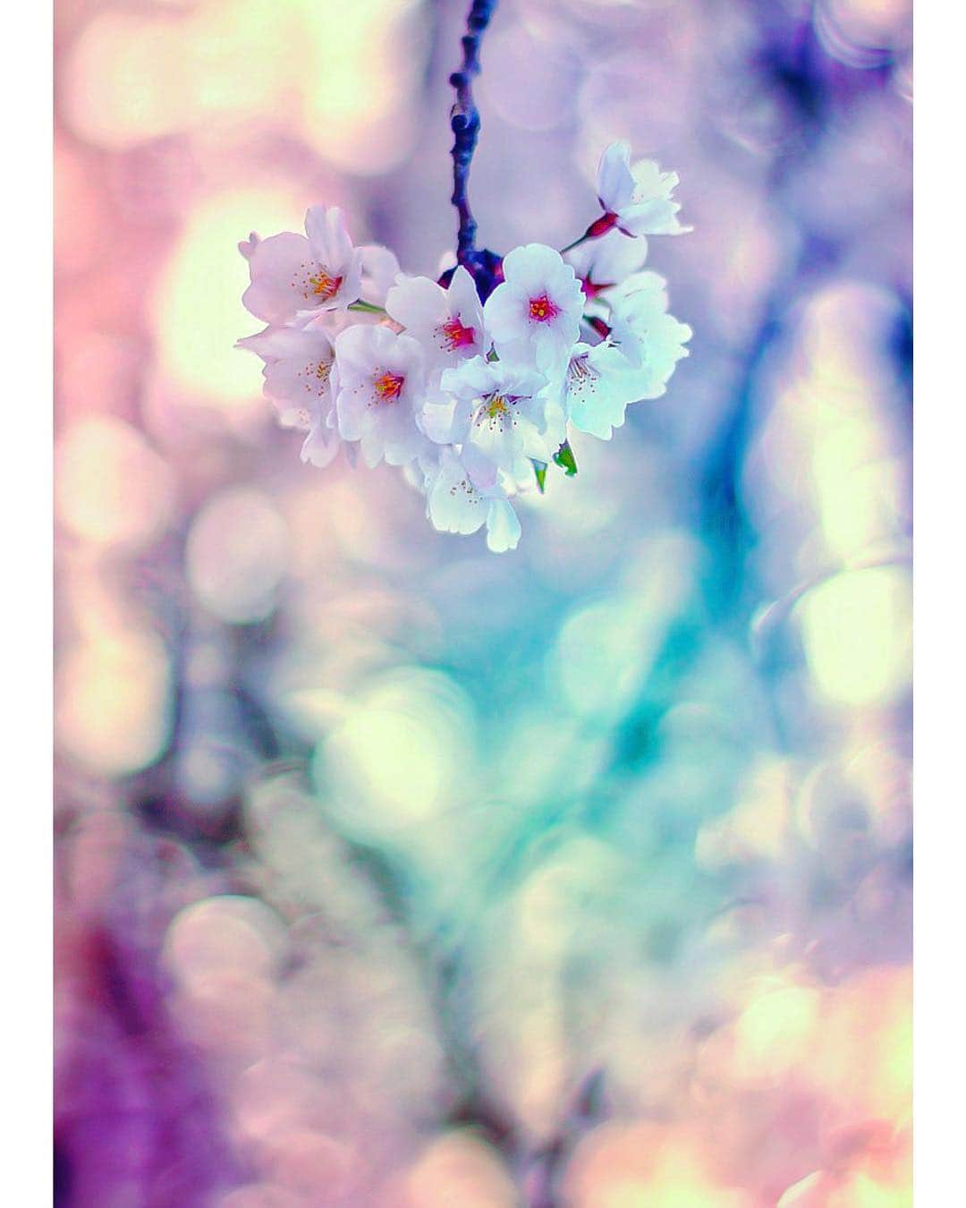 メグのん♡ A k i k oのインスタグラム：「💗SAKURA melts my heart . . . . わたしは桜にメロメロである . . . . #💗 #🌸」