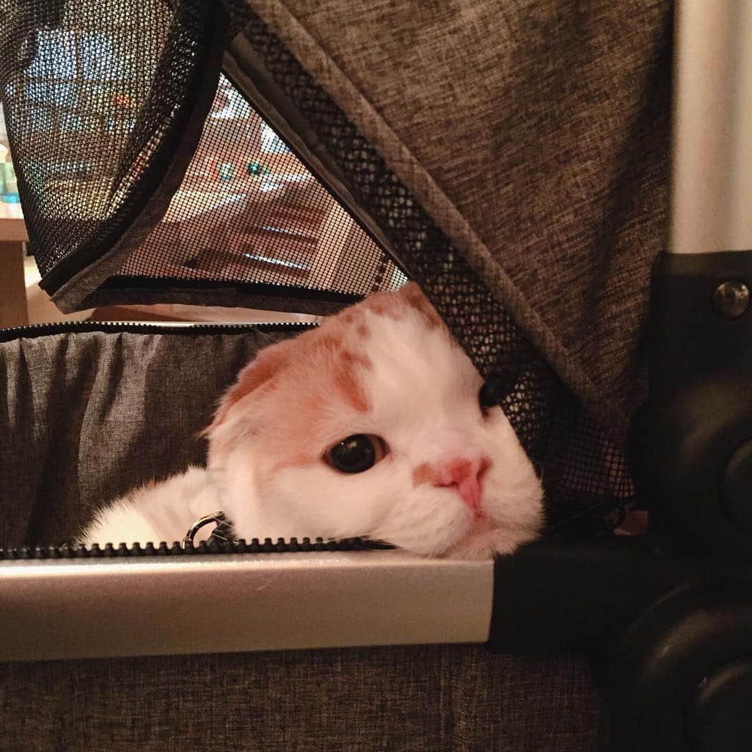 のんたのインスタグラム：「チラリのんちゃん 「おなかすいたよー」って訴えていた気がします。」