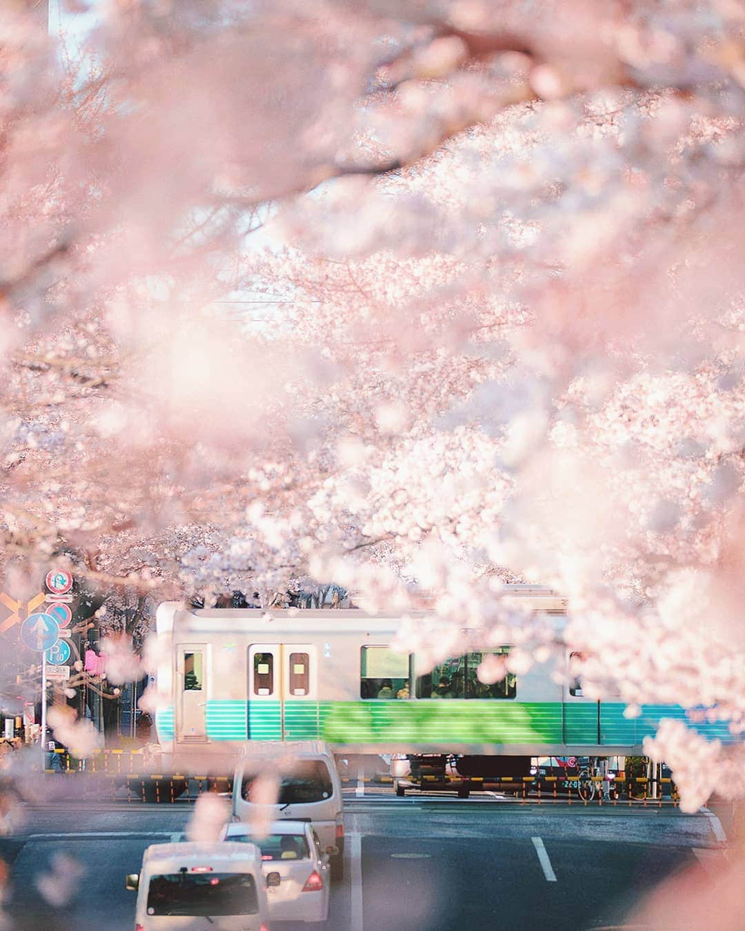 Berlin Tokyoさんのインスタグラム写真 - (Berlin TokyoInstagram)「🌸 Gentle afternoon light adds to the peaceful ambience of the city awash in delicate hues of pink. . . . 📍 #tokyo , #japan」4月16日 22時34分 - tokio_kid