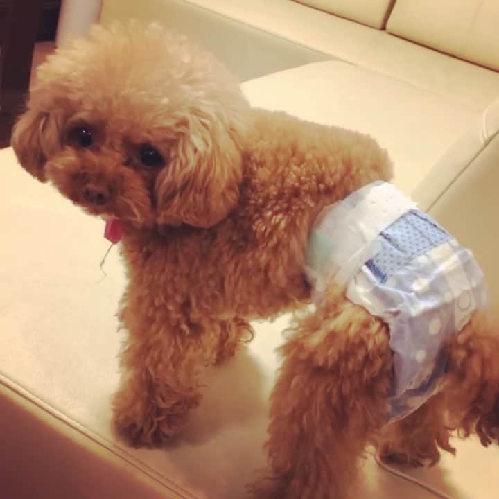 ももちゃん & まろんたんのインスタグラム：「まろんたんオムツデビュー❣️ してみたら、嫌すぎたらしく、、、 事故動画になりました😂 オムツデビューできません💦💦 ・ ・ #dog #dogs #dogstagram #poodle #poodles #poodlelove #poodleclub #toypoodle #toypoodles #toypoodlelove #toypoodleclub #east_dog_japan #all_dog_japan #ig_poodle #poodlesofficial #ふわふわ #ふわもこ部 #トイプードル #トイプードル部 #トイプードル大好き #トイプードル多頭飼い #まろんたん #ティーカッププードル #わんこなしでは生きていけません会 #pecoいぬ部 #joker六本木ヒルズ店 #トリミング #toypoodleofficial #おもしろ動画 #事故」