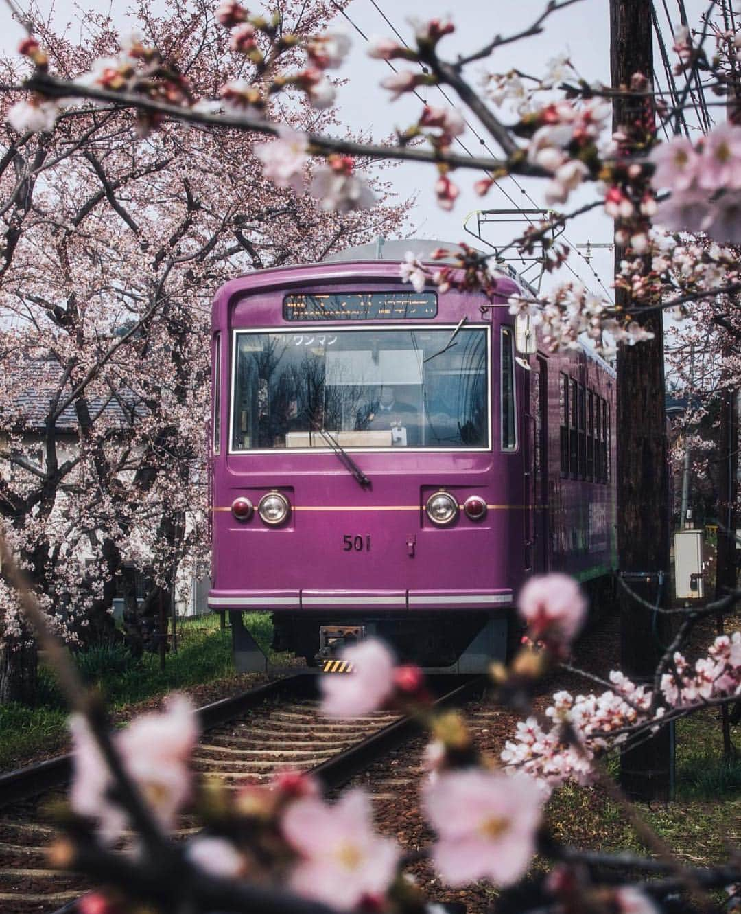 Canon Photographyさんのインスタグラム写真 - (Canon PhotographyInstagram)「The Japanese cherry blossoms Photography | @jordhammond  Canon 5D Mark IV #canon_photos #japan #cherryblossom #kyoto #tram」4月16日 22時44分 - cpcollectives