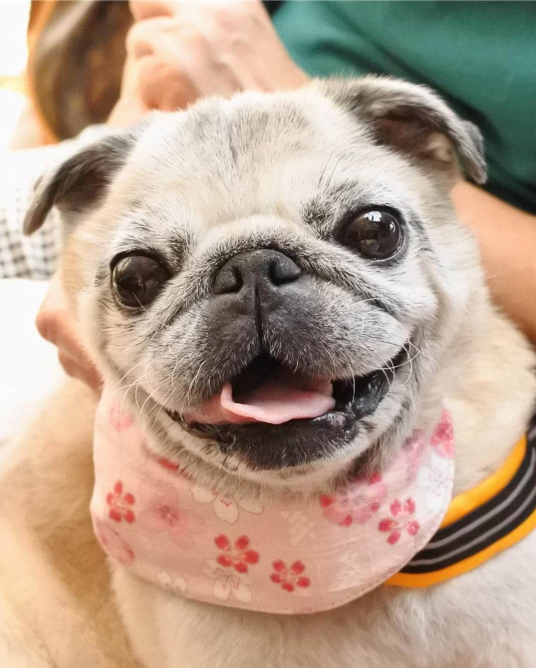 八兵衛さんのインスタグラム写真 - (八兵衛Instagram)「Hachibei & friend Guli🐶🐶 * * 今日は 朝んぽ行って 縁側で光合成して お灸に行って ぐりちゃんとキャフェーに 行ったよ😊 * * ④⑤ぐりちゃんの おねいさんが 八兵衛のお灸の様子を 撮ってくれました☺️💕 寝そべってるときもあるし 好きな格好で施術を受けてるよ🐖 * * ⑧ぐりパイセンは 椅子の肘かけで 上手に爆睡していたよ🥰 * * #ほぼ黒パグ #おじいちゃん犬 #パグ #pug #puggy #puglife #puglove #petstagram #pugstagram #pugsofinstagram #pugs #dog #ふわもこ部  @igersjp #IGersJP #east_dog_japan #pecoイヌ部 #八兵衛 #はちべえ #朝ワンコ夕ニャンコ #犬とカフェ #犬のお灸 #お灸」4月16日 22時45分 - huxxi