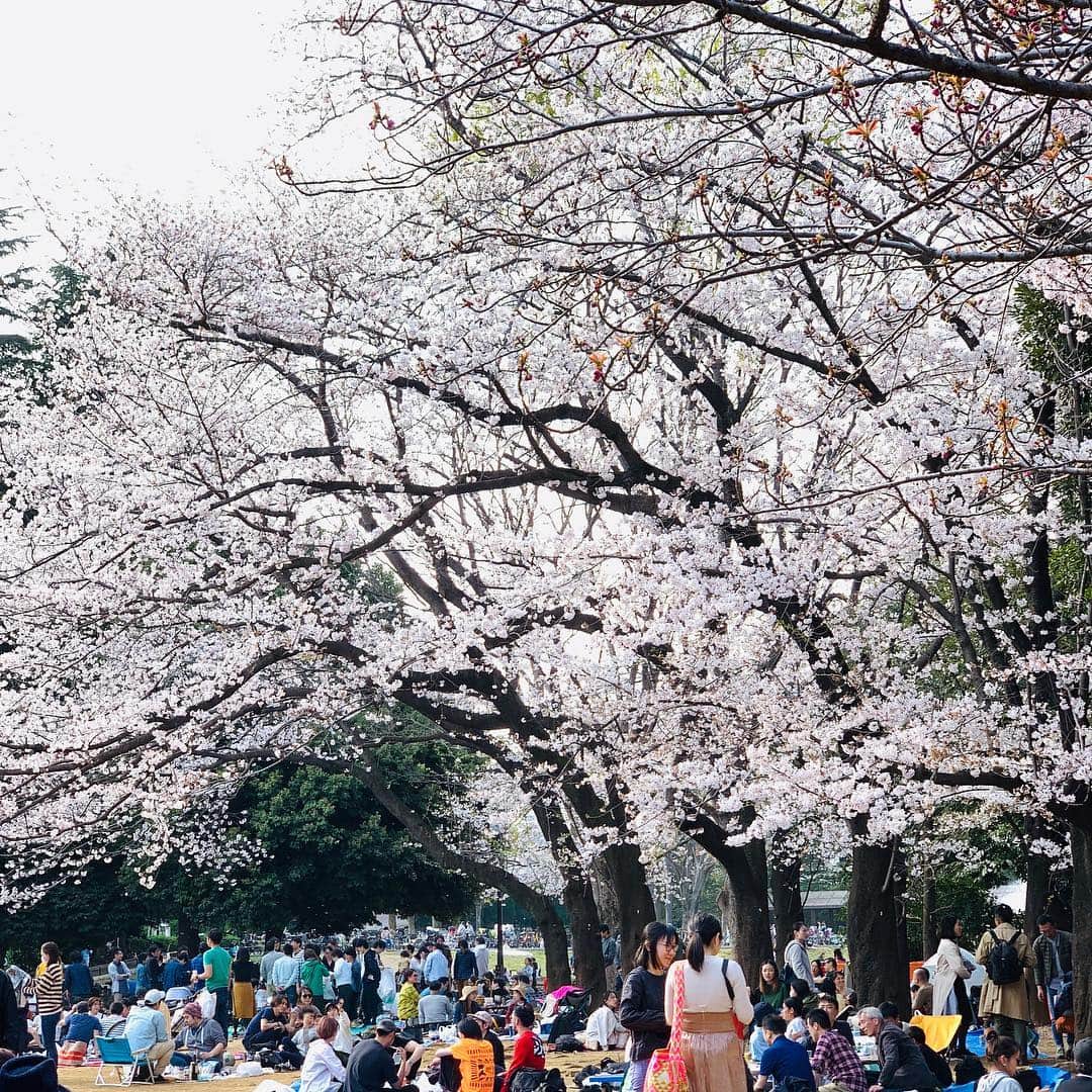 松村太郎さんのインスタグラム写真 - (松村太郎Instagram)「Hanami #sakurapicnic #mysakuralog」4月16日 22時54分 - taromatsumura
