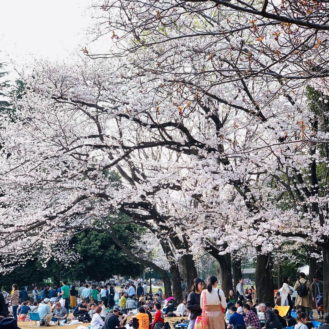 松村太郎のインスタグラム：「Hanami #sakurapicnic #mysakuralog」