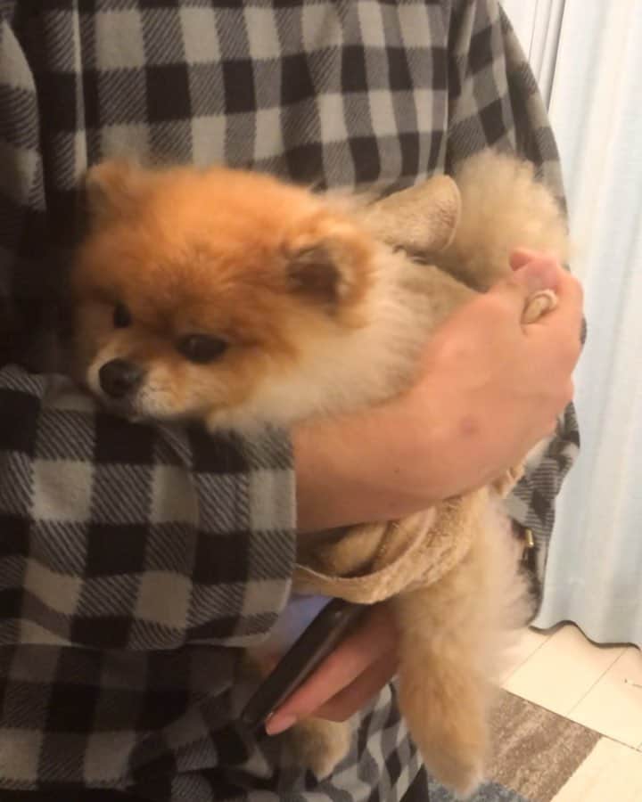 RIO POMEのインスタグラム：「このアゴ乗せがぬいぐるみ感満載✨ . 今日リオは狂犬病の注射行ってきました💕 いつもフリーズしてる間に終わるんだけど、今回は文句たれまくりでした😅  獣医さんにいつもこんなんですか❓と笑われたんですがいつもこんなんです😑  だんだんと人間化しとりますです✨  #ポメラニアン #pomeranian  #犬 #dog #dogstagram#doglover #愛犬 #わんこ #ポメラニアン大好き #ポメラニアンが世界一可愛い #pom #ぽめらにあん #ポメ#pomeraniansofinstagram  #pomeranianlove #ふわもこ部 #いぬバカ部 #癒しわんこ#instapic#pomstagram #puppy #dogsofinstagram #cute#cutedog」