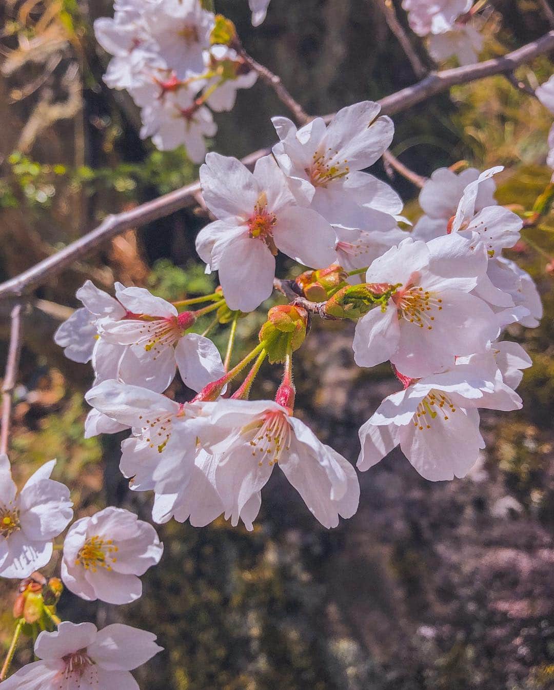 mimiさんのインスタグラム写真 - (mimiInstagram)「先日箱根に行ってきました♨️ 目的は温泉ではなく 桜🌸💕 東京が散る頃に箱根は満開になるであろうとなんとなくの予測をし旅行の計画を立てました☺️💦 箱根に出発する日の朝、箱根は雪。とっても寒くて次の日はどうなることやらと思ったけど 晴れました😊💕 桜の開花予定もこの日たったので とっても嬉しかった☺️ 久しぶりに来た強羅公園✨ 年々花が大好きになってくので 前に来た時よりも存分に楽しめました😆🌸 載せたい写真がありすぎる😍 まずは王道のソメイヨシノ🌸☺️ ・ #腕前で組んじゃった #おばちゃんショット #強羅公園 #🌸 #桜 #箱根の桜 #ソメイヨシノ #晴天 #花見日和 #お花見 #桜が好き #花が好き #旅行 #花見旅行 #温泉旅行 #箱根温泉 #mimi旅行記 #癒し旅行 #travel #japanesegirl #japanesetravel #onsen #sakura #hakone #gourakouen #trip #travelgram」4月16日 22時50分 - chan.mi3