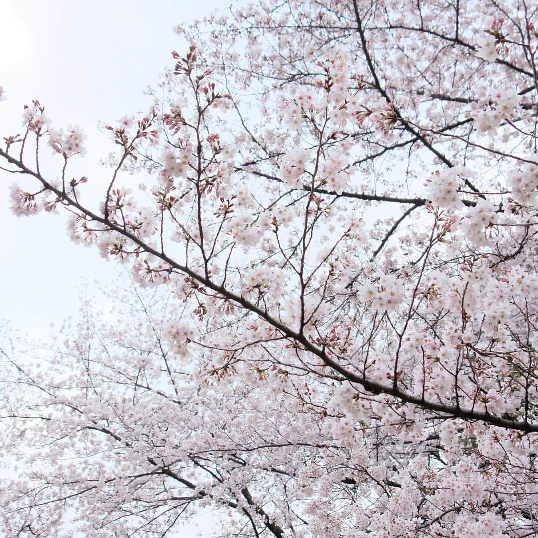 松村太郎さんのインスタグラム写真 - (松村太郎Instagram)「Sakura #firsttimein8years  #fullboloom #cherryblossom #japan #symbolflower」4月16日 22時50分 - taromatsumura