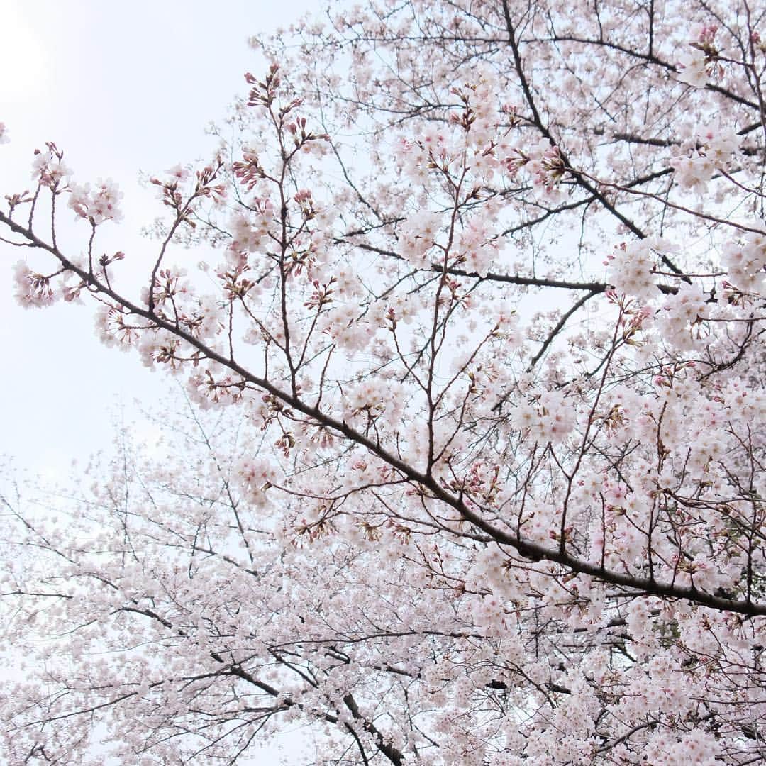 松村太郎のインスタグラム：「Sakura #firsttimein8years  #fullboloom #cherryblossom #japan #symbolflower」
