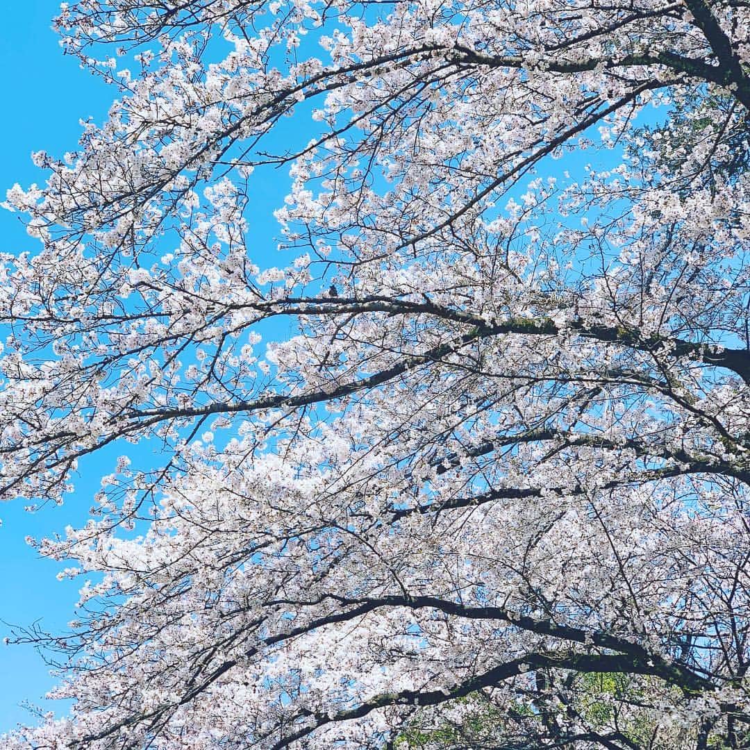 松村太郎のインスタグラム：「Full bloom cherry blossoms 🌸 #mysakuralog」