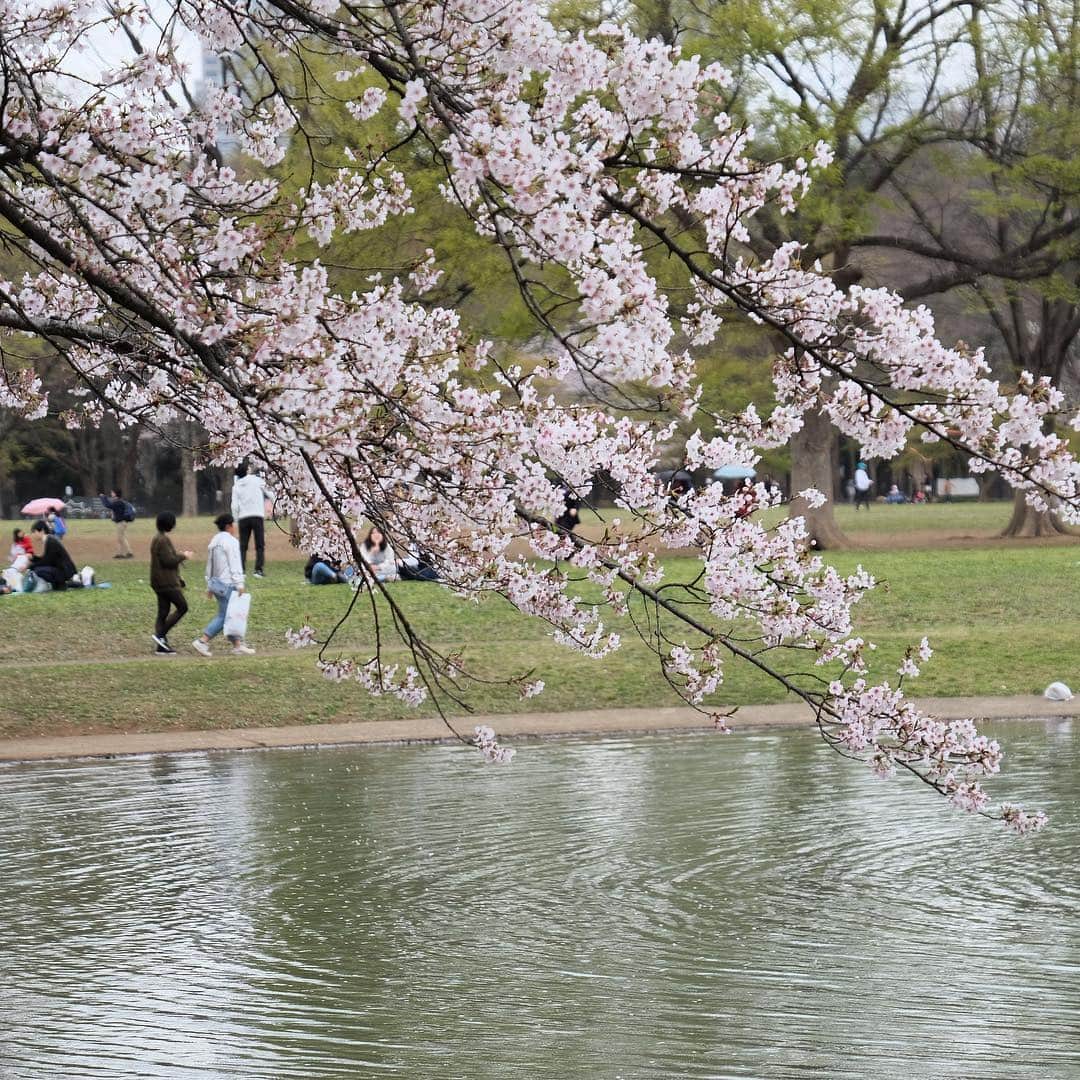 松村太郎のインスタグラム：「Sakura and pond.  #mysakuralog」