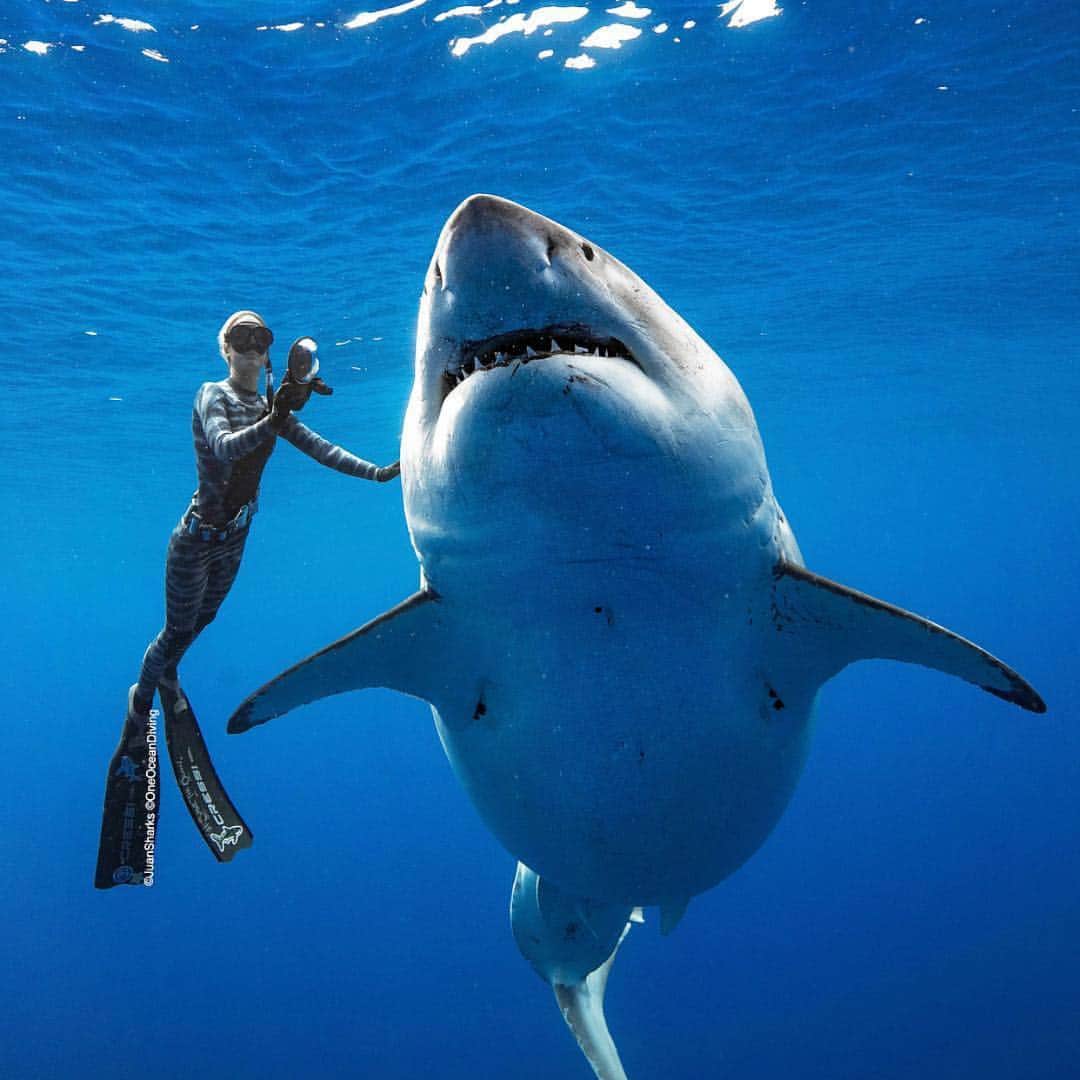 Art Collective Magazineさんのインスタグラム写真 - (Art Collective MagazineInstagram)「Incredible photo of @oceanramsey taken by @juansharks. Her page is beautiful, and shows the more peaceful side of these incredible creatures. Well worth checking out!」4月16日 23時06分 - art_collective