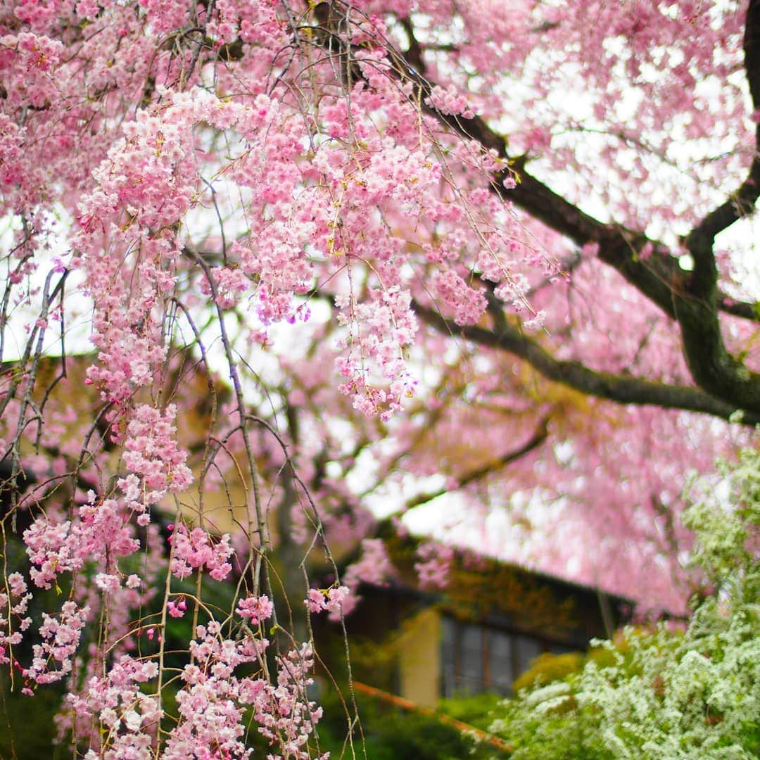City of Kyoto Official Accountさんのインスタグラム写真 - (City of Kyoto Official AccountInstagram)「2019年4月14日撮影。  知る人ぞ知る桜の名所、#原谷苑 の #枝垂桜 と #ユキヤナギ です。原谷苑も比較的遅咲きの名所なので、これから計画しても間に合います。桜以外にも様々な種類の花を一同に見ることができ、植物園といっても過言ではありません。  #金閣寺 の少し手前にある #わら天神 前から出ている、無料のシャトルバスを利用するのがオススメです。京都駅からの所要時間は、乗継も含めて1時間弱です。市バス #M1系統 も通っていますが、運行頻度が少ないのでご注意ください。  入苑料は1500円で、中にはお酒やおでん等の売店があり、お座敷で桜を眺めながらゆっくりできるので、贅沢な時間を過ごすことができます。  春の京都ジェニックキャンペーン開催中！ https://camp-in.jp/kyotogenic-spring2019  #visitkyoto #visit_kyoto #kyotogenic #art_of_japan #japan_of_insta #loves_united_kyoto #kyototravel #japantrip #kyototrip #ig_kyoto #kyoto_style #springinkyoto #kyotohiddengems #cherryblossom  Kyoto Official Travel Guide http://kyoto.travel/en  #京都 #京都ジェニック  #未来に残したい京都  #京都好きな人と繋がりたい #とっておきの京都 #京都桜 #そうだ京都行こう #わら天神前 #満開 #見頃  オフィシャルサイト「京都観光NAVI」 http://ja.kyoto.travel」4月16日 23時20分 - visit_kyoto