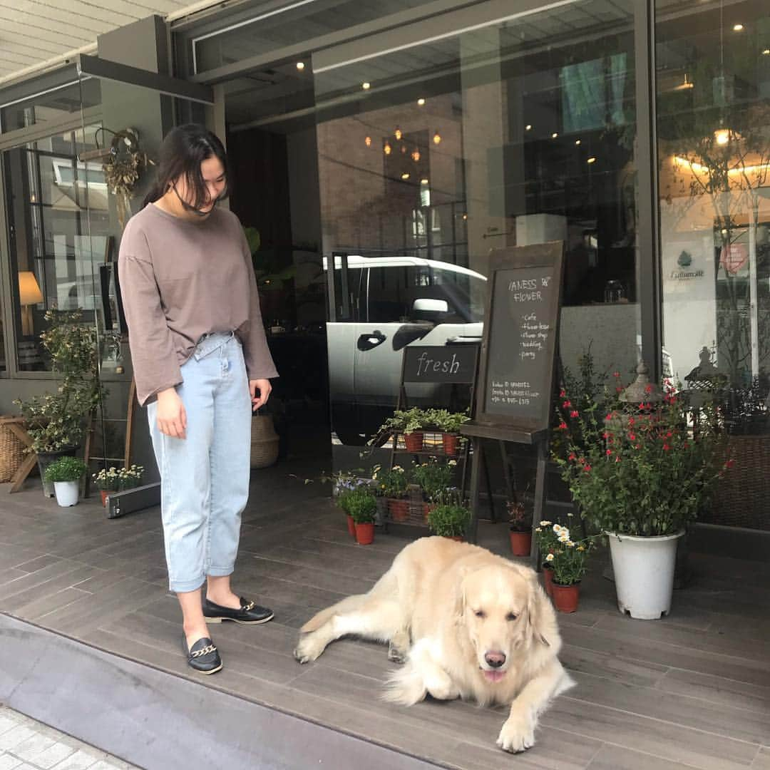 플로리스트 이주연 florist Lee Ju Yeonさんのインスタグラム写真 - (플로리스트 이주연 florist Lee Ju YeonInstagram)「. . #원했던건산책 #산책후버림받은자 #짝사랑 #맨날당하는자 #당해주는자 #서아씨만세 #리트리버 #goldenretriever . . #수업문의 #주문예약 #lesson #Order  Katalk ID vaness52 클래스상시모집 당일꽃주문가능 WeChat ID vaness_flower E-mail vanessflower@naver.com . 강남구 신사동 515-2 📞02-545-6813 . #vanessflower #florist #flowershop #handtied #flowerlesson #花束 #花束包装 #바네스플라워 #플라워카페 #플로리스트 #꽃다발 #부케 #플로리스트학원 #신사동꽃집 #신사역꽃집 #꽃꽂이수업 #플라워레슨 #꽃다발포장법 .」4月16日 23時17分 - vanessflower