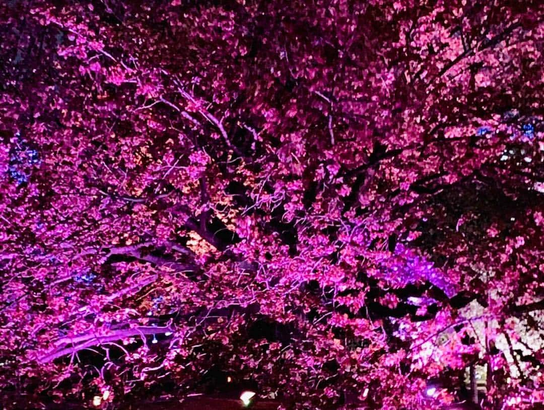 平井卓也さんのインスタグラム写真 - (平井卓也Instagram)「ナイトパフォーマンス2019ナイトガーデンパーティーを視察。本イベントは、新宿御苑における八重桜ライトアップを活かして、桜、食、伝統芸能等をはじめとするエンターテインメントを組み合わせたイベントです。訪日外国人向けのナイトタイムのエンターテインメントはまだまだ十分とは言えない中、夜間の観光コンテンツのモデルケースとして国土交通省観光庁が主催しているものです。今回は、クールジャパン戦略について議論しているユーリカ懇談会の外国人有識者メンバー、梅澤さん、国際オタクイベント協会の皆さんも一緒に視察。夜桜の美しさやナイトタイムエコノミー活性化について意見交換しました。 #平井卓也 #クールジャパン #cooljapan #ナイトタイムエコノミー #夜桜」4月16日 23時19分 - hiratakuchan0125