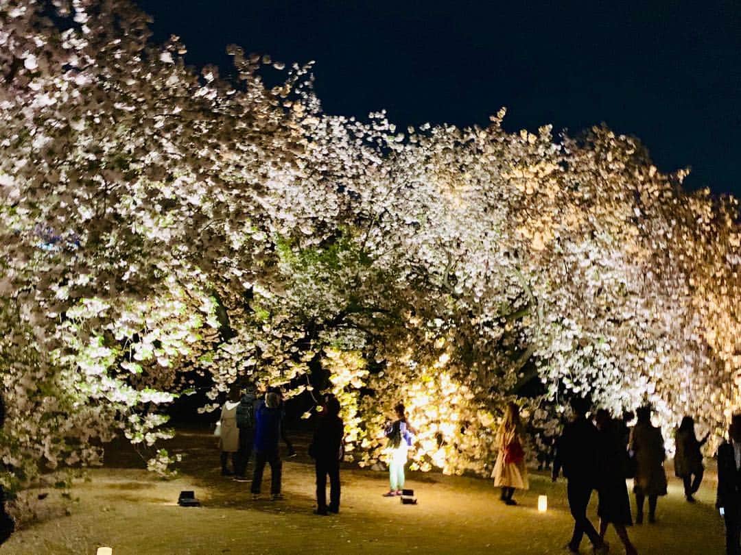 平井卓也さんのインスタグラム写真 - (平井卓也Instagram)「ナイトパフォーマンス2019ナイトガーデンパーティーを視察。本イベントは、新宿御苑における八重桜ライトアップを活かして、桜、食、伝統芸能等をはじめとするエンターテインメントを組み合わせたイベントです。訪日外国人向けのナイトタイムのエンターテインメントはまだまだ十分とは言えない中、夜間の観光コンテンツのモデルケースとして国土交通省観光庁が主催しているものです。今回は、クールジャパン戦略について議論しているユーリカ懇談会の外国人有識者メンバー、梅澤さん、国際オタクイベント協会の皆さんも一緒に視察。夜桜の美しさやナイトタイムエコノミー活性化について意見交換しました。 #平井卓也 #クールジャパン #cooljapan #ナイトタイムエコノミー #夜桜」4月16日 23時19分 - hiratakuchan0125
