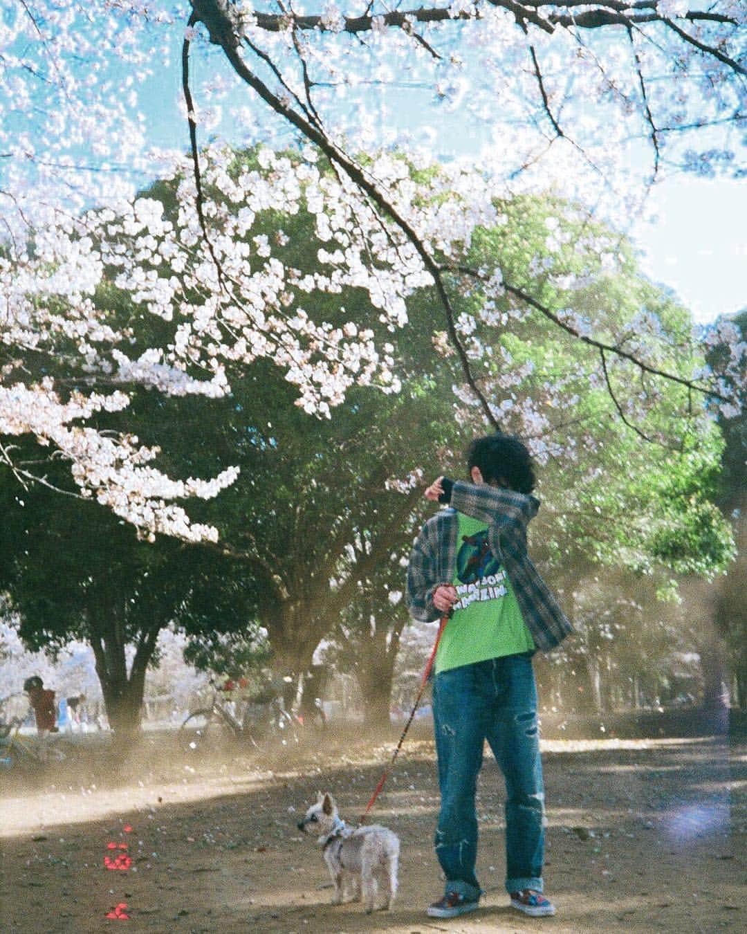 CHiNPANさんのインスタグラム写真 - (CHiNPANInstagram)「桜の時期のフィルムを現像しました。今年は桜が長持ちしてたくさんお花見散歩できたね。 #CHiNカメ #film #犬と夫とそれから」4月16日 23時28分 - 13chinpan