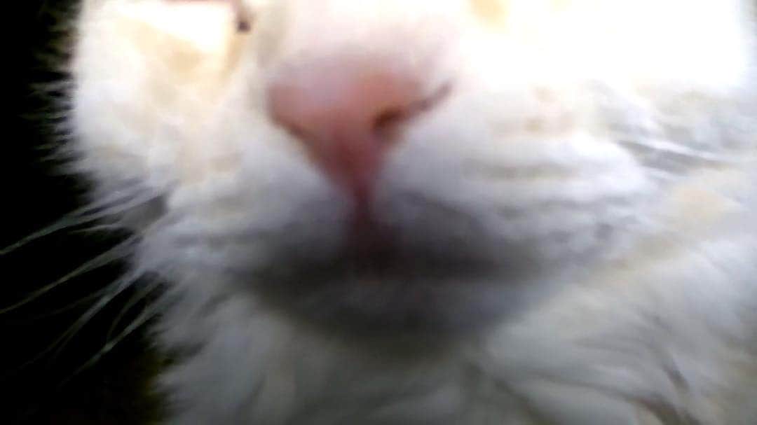 チャン・チュンニンのインスタグラム：「小粉鼻 🐈🐾✨」