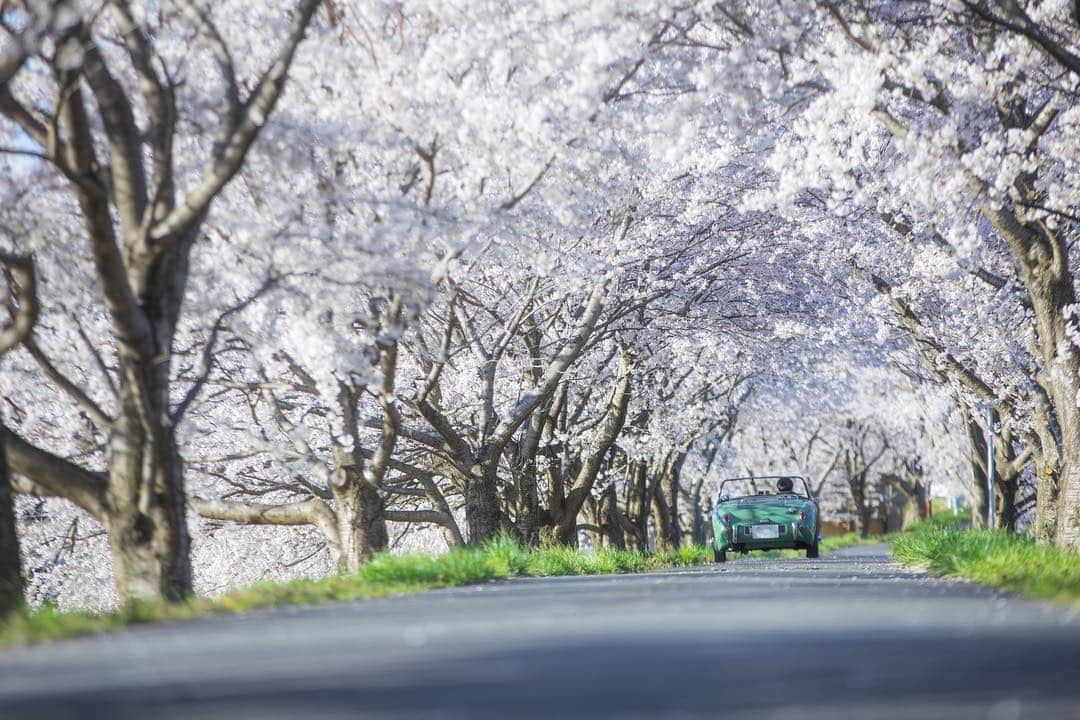 滋賀県長浜市さんのインスタグラム写真 - (滋賀県長浜市Instagram)「長浜の桜もそろそろ終盤！ まだ市内北部では、綺麗な桜の花が残ってる場所も🌸  これは、高時川沿いの桜並木です☺️ 市内あちこちでピンクの絨毯が見れますよ✨  #長浜ちょぴっく#みんなのちょぴっく #しがトコ #滋賀写真部 #長浜  #japan #hellojapansea #桜 #cherryblossom #桜のアーチ #写真好きな人と繋がりたい #写真好きな人に来てほしい #早朝 #春の花 #spring #滋賀県 #穴場 #広報ながはま #高時川河川敷 #長浜市 #高月町 #naturephotography #photographer #photography #lovejapan #わびさび #和の心」4月16日 23時38分 - nagahama_city