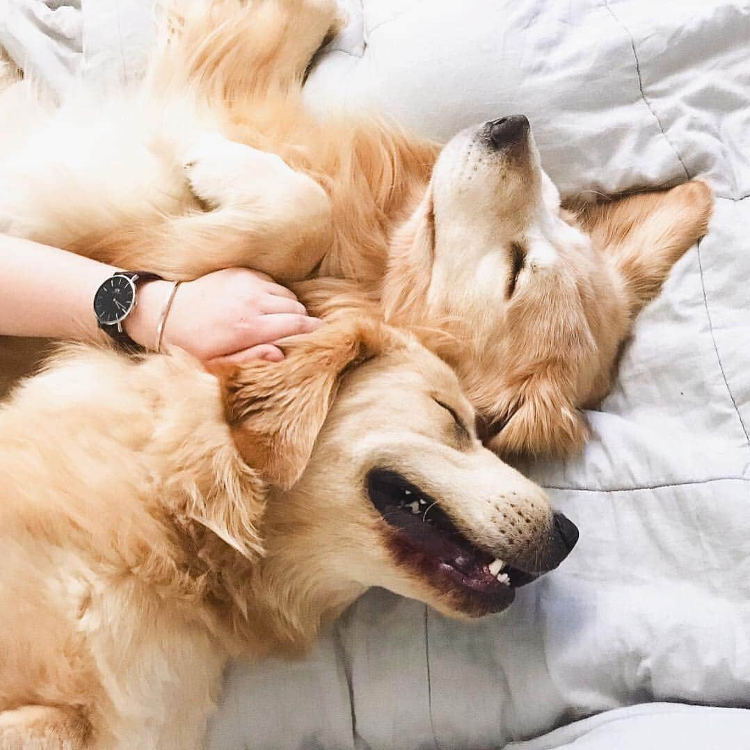 ダニエルウェリントンさんのインスタグラム写真 - (ダニエルウェリントンInstagram)「First they steal your heart, then they steal your bed. (Photo via @joyful_jax) #DanielWellington」4月16日 23時31分 - danielwellington