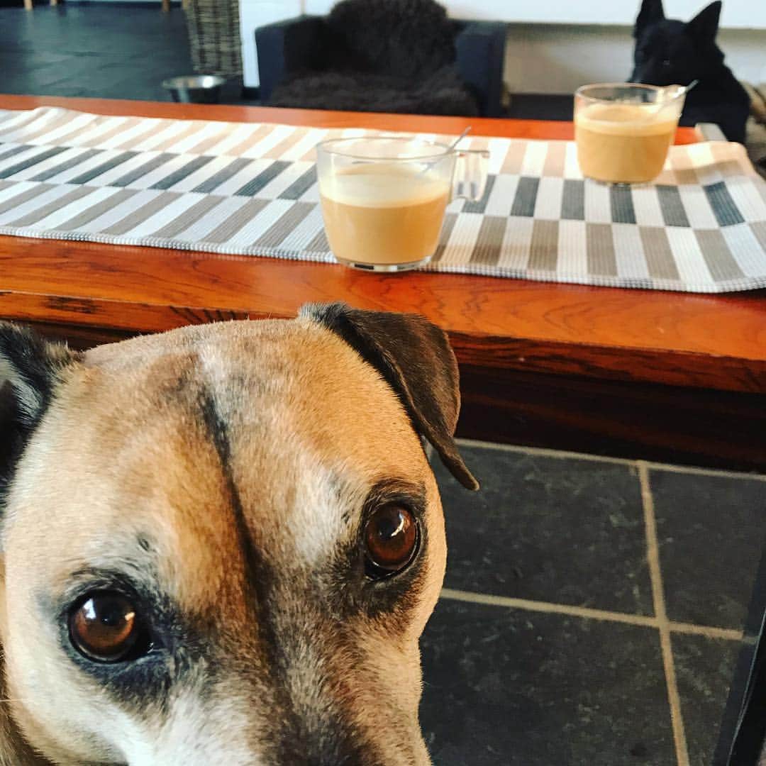 ステファニー・ヨーステンさんのインスタグラム写真 - (ステファニー・ヨーステンInstagram)「Coffee and dogs ☕️🐕 #coffeebreak #attheoffice #dogsatwork #mickymactroy #cafe #itsadogslife #🐾」4月16日 23時44分 - stefaniejoosten