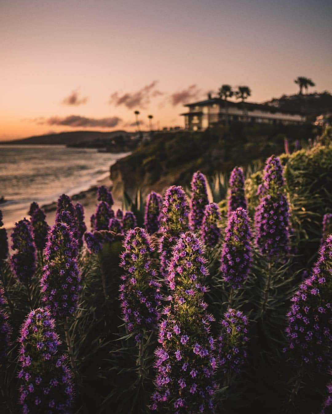 CANON USAさんのインスタグラム写真 - (CANON USAInstagram)「"Catching a beautiful sunset in Laguna Beach, California. This place is special to me because it’s the place where I began my journey with my canon camera." #MyCanonStory  Photo Credit: @ssjr__13 Camera: #Canon EOS 6D Mark II Lens: EF 17-40mm f/4L USM Aperture: f/4 ISO: 500 Shutter Speed: 1/200 sec Focal Length: 25mm」4月16日 23時56分 - canonusa