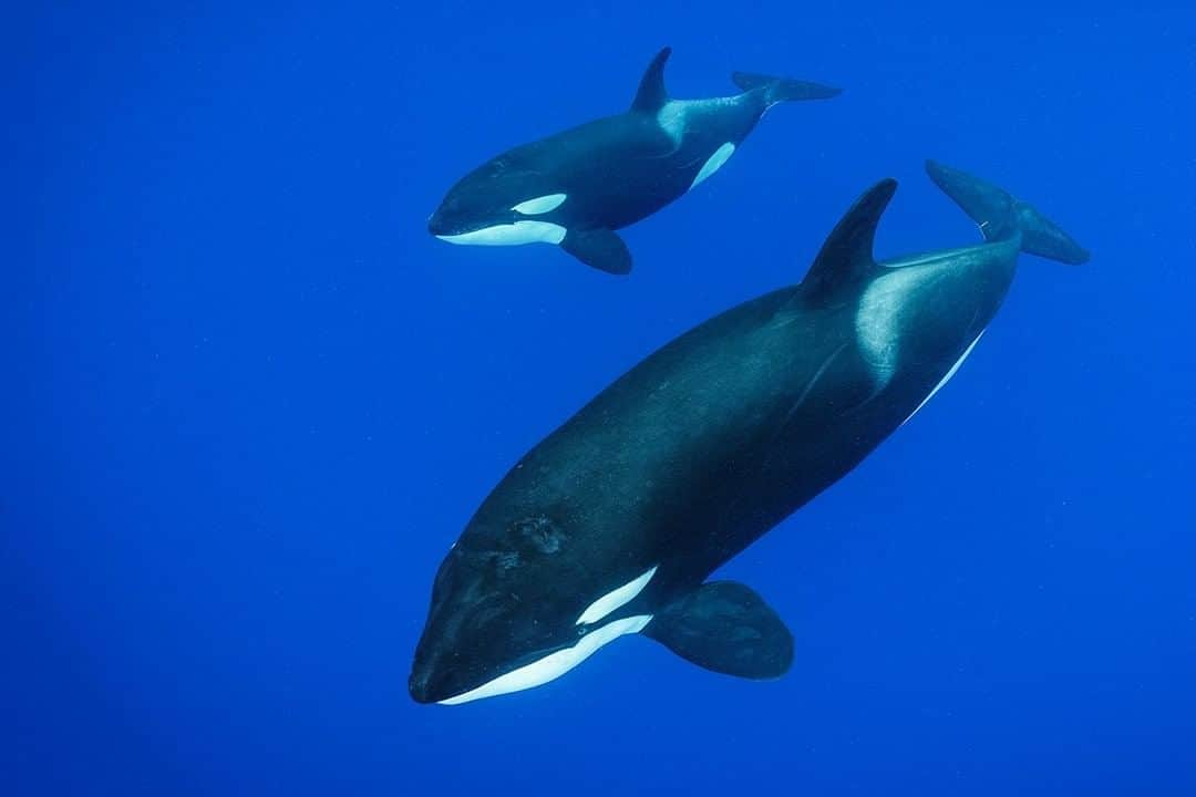 ナショナルジオグラフィックさんのインスタグラム写真 - (ナショナルジオグラフィックInstagram)「Photo by Brian Skerry @brianskerry | A rare encounter with orca in the Caribbean. I was working in the waters off Dominica when about eight orca appeared, including this pair that approached very close to me. Orca are arguably the smartest animals in the sea, with rich cultures that include multiple dialects, feeding strategies, and parenting techniques. Follow @BrianSkerry for more images of whales, dolphins and other marine wildlife.  #orca #caribbean #dominica #whaleculture #planetofthewhales」4月16日 23時48分 - natgeo