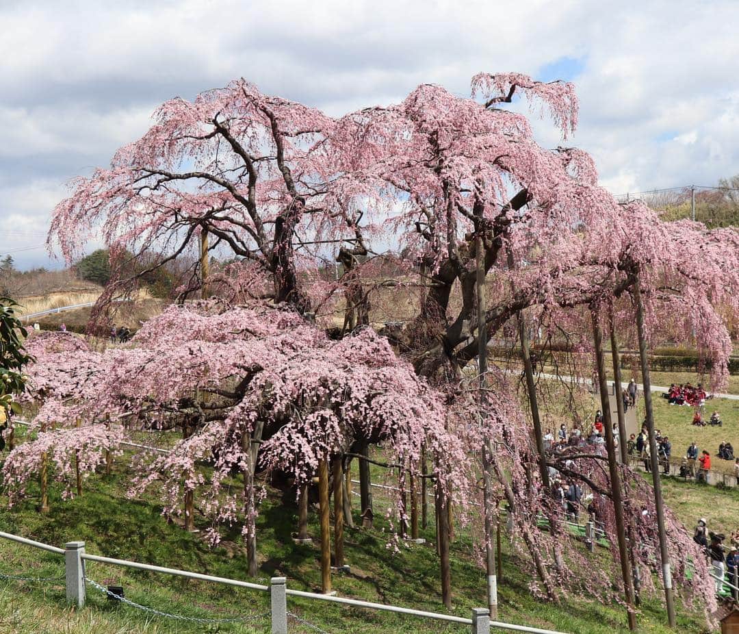 中野佑美さんのインスタグラム写真 - (中野佑美Instagram)「🌸ココなっつお出かけ🚗💨🌸 今年は長ーく桜がみれますね😊 まだまだ 桜見物をと北上  #三春の滝桜 へ  満開にはもう少し🌸  ココなっつ 皆んなに大人気でした😊  次は白河へ🚗💨 #三春の滝桜  #ぽめらにあん部  #ココなっつ  #といふーどる  #ココなっつおでかけ  #いぬすたぐらむ  #いぬすたぐらむ  #pecoいぬ部  #イヌトミィ_三春の滝桜 #アフロ倶楽部会員番号322 #わんこぶ  #いぬのいる暮らし」4月16日 23時50分 - yumi.coconutsu