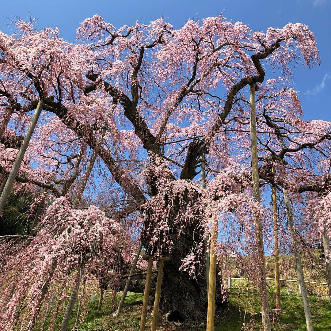 中野佑美さんのインスタグラム写真 - (中野佑美Instagram)「🌸ココなっつお出かけ🚗💨🌸 今年は長ーく桜がみれますね😊 まだまだ 桜見物をと北上  #三春の滝桜 へ  満開にはもう少し🌸  ココなっつ 皆んなに大人気でした😊  次は白河へ🚗💨 #三春の滝桜  #ぽめらにあん部  #ココなっつ  #といふーどる  #ココなっつおでかけ  #いぬすたぐらむ  #いぬすたぐらむ  #pecoいぬ部  #イヌトミィ_三春の滝桜 #アフロ倶楽部会員番号322 #わんこぶ  #いぬのいる暮らし」4月16日 23時50分 - yumi.coconutsu