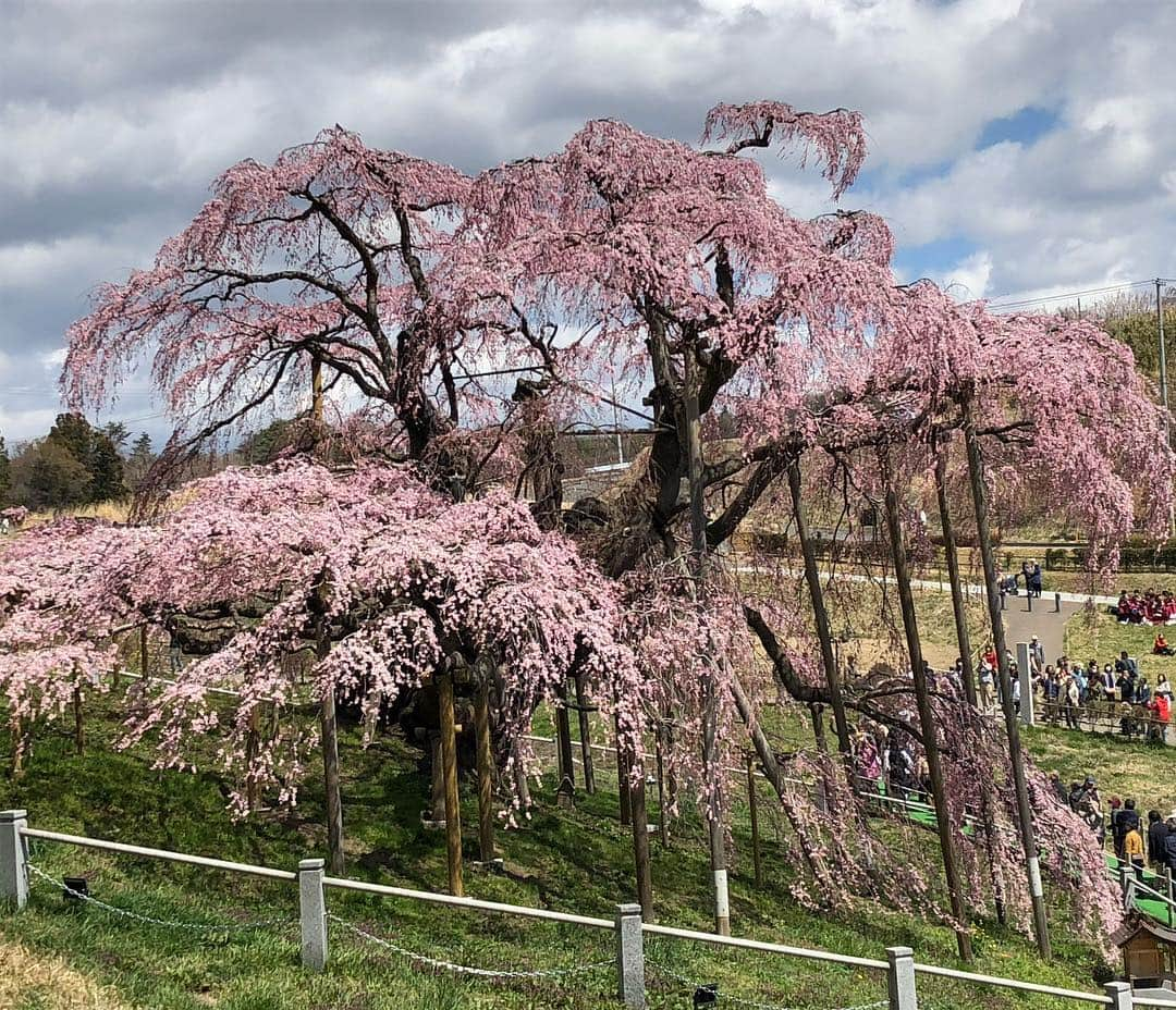 中野佑美さんのインスタグラム写真 - (中野佑美Instagram)「🌸ココなっつお出かけ🚗💨🌸 今年は長ーく桜がみれますね😊 まだまだ 桜見物をと北上  #三春の滝桜 へ  満開にはもう少し🌸  ココなっつ 皆んなに大人気でした😊  次は白河へ🚗💨 #三春の滝桜  #ぽめらにあん部  #ココなっつ  #といふーどる  #ココなっつおでかけ  #いぬすたぐらむ  #いぬすたぐらむ  #pecoいぬ部  #イヌトミィ_三春の滝桜 #アフロ倶楽部会員番号322 #わんこぶ  #いぬのいる暮らし」4月16日 23時50分 - yumi.coconutsu