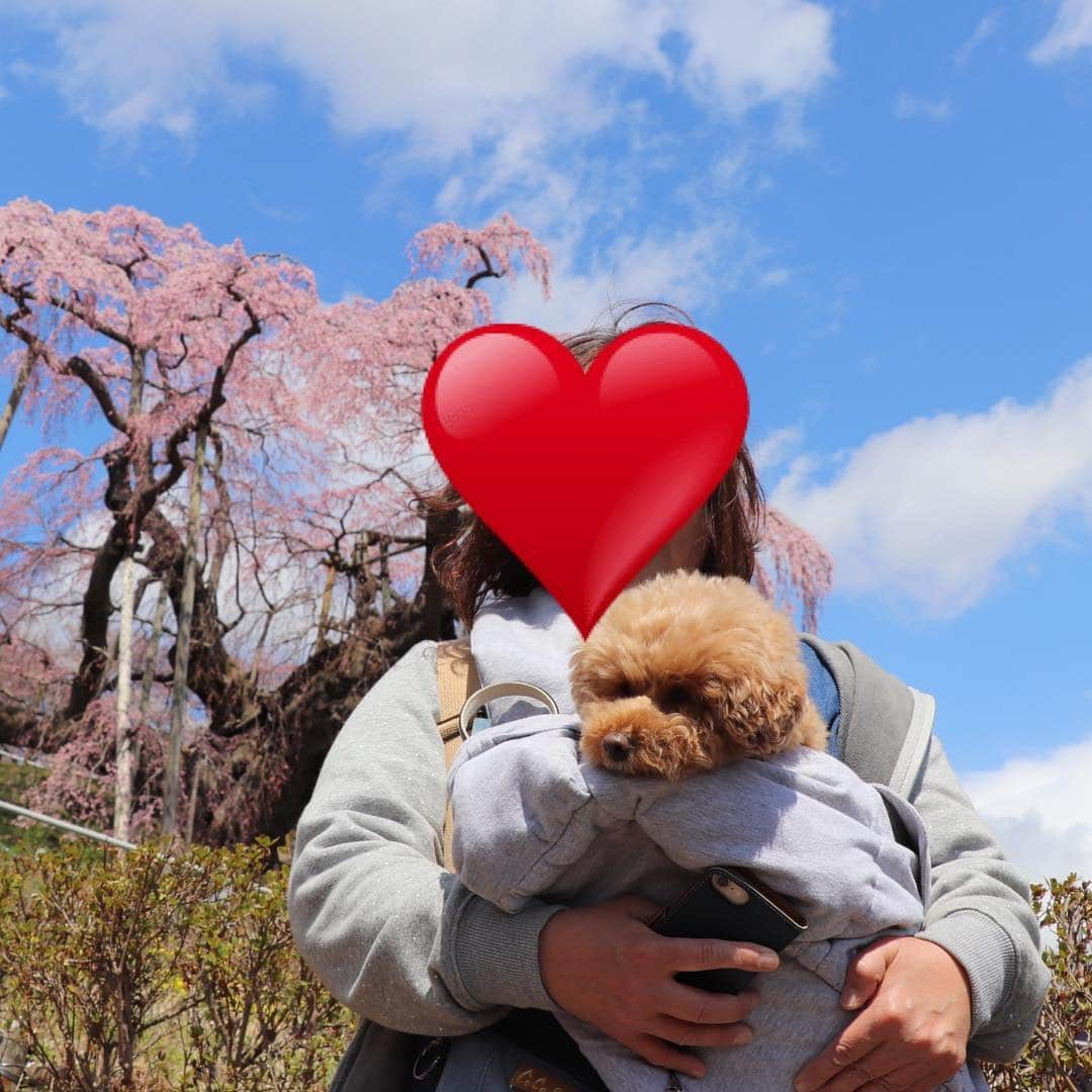 中野佑美さんのインスタグラム写真 - (中野佑美Instagram)「🌸ココなっつお出かけ🚗💨🌸 今年は長ーく桜がみれますね😊 まだまだ 桜見物をと北上  #三春の滝桜 へ  満開にはもう少し🌸  ココなっつ 皆んなに大人気でした😊  次は白河へ🚗💨 #三春の滝桜  #ぽめらにあん部  #ココなっつ  #といふーどる  #ココなっつおでかけ  #いぬすたぐらむ  #いぬすたぐらむ  #pecoいぬ部  #イヌトミィ_三春の滝桜 #アフロ倶楽部会員番号322 #わんこぶ  #いぬのいる暮らし」4月16日 23時50分 - yumi.coconutsu