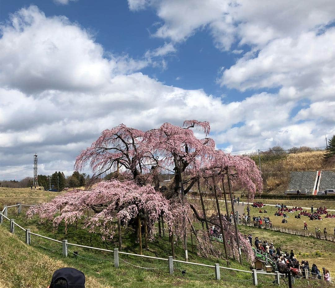 中野佑美さんのインスタグラム写真 - (中野佑美Instagram)「🌸ココなっつお出かけ🚗💨🌸 今年は長ーく桜がみれますね😊 まだまだ 桜見物をと北上  #三春の滝桜 へ  満開にはもう少し🌸  ココなっつ 皆んなに大人気でした😊  次は白河へ🚗💨 #三春の滝桜  #ぽめらにあん部  #ココなっつ  #といふーどる  #ココなっつおでかけ  #いぬすたぐらむ  #いぬすたぐらむ  #pecoいぬ部  #イヌトミィ_三春の滝桜 #アフロ倶楽部会員番号322 #わんこぶ  #いぬのいる暮らし」4月16日 23時50分 - yumi.coconutsu