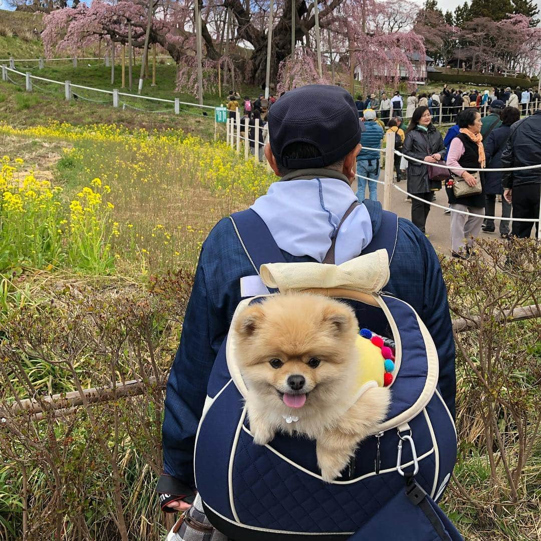 中野佑美さんのインスタグラム写真 - (中野佑美Instagram)「🌸ココなっつお出かけ🚗💨🌸 今年は長ーく桜がみれますね😊 まだまだ 桜見物をと北上  #三春の滝桜 へ  満開にはもう少し🌸  ココなっつ 皆んなに大人気でした😊  次は白河へ🚗💨 #三春の滝桜  #ぽめらにあん部  #ココなっつ  #といふーどる  #ココなっつおでかけ  #いぬすたぐらむ  #いぬすたぐらむ  #pecoいぬ部  #イヌトミィ_三春の滝桜 #アフロ倶楽部会員番号322 #わんこぶ  #いぬのいる暮らし」4月16日 23時50分 - yumi.coconutsu