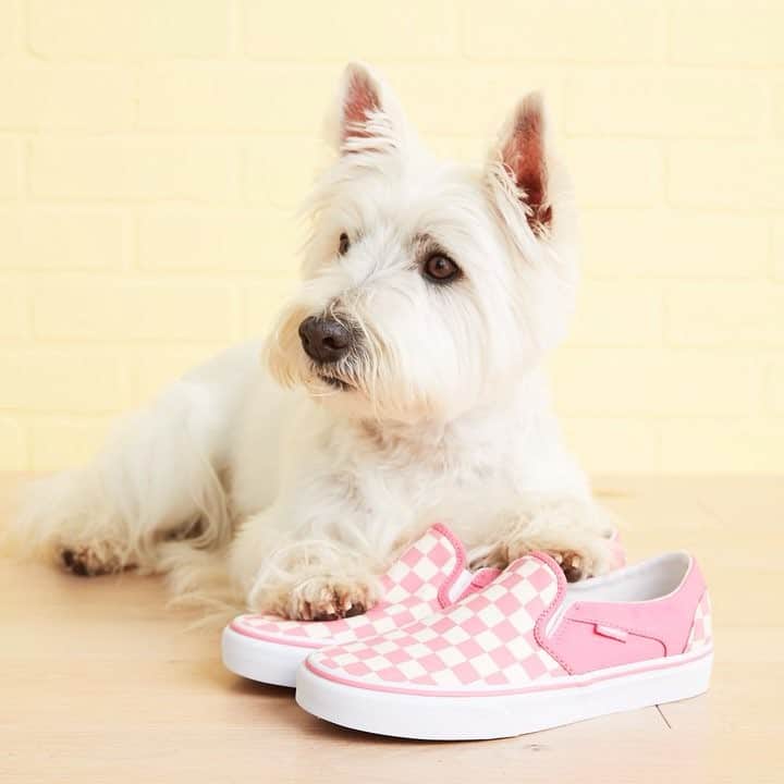 ロック&リパブリックのインスタグラム：「We’re not sure what’s cuter—the pup or pink Vans. Tap to shop for #tuesdayshoesday. #Kohls」