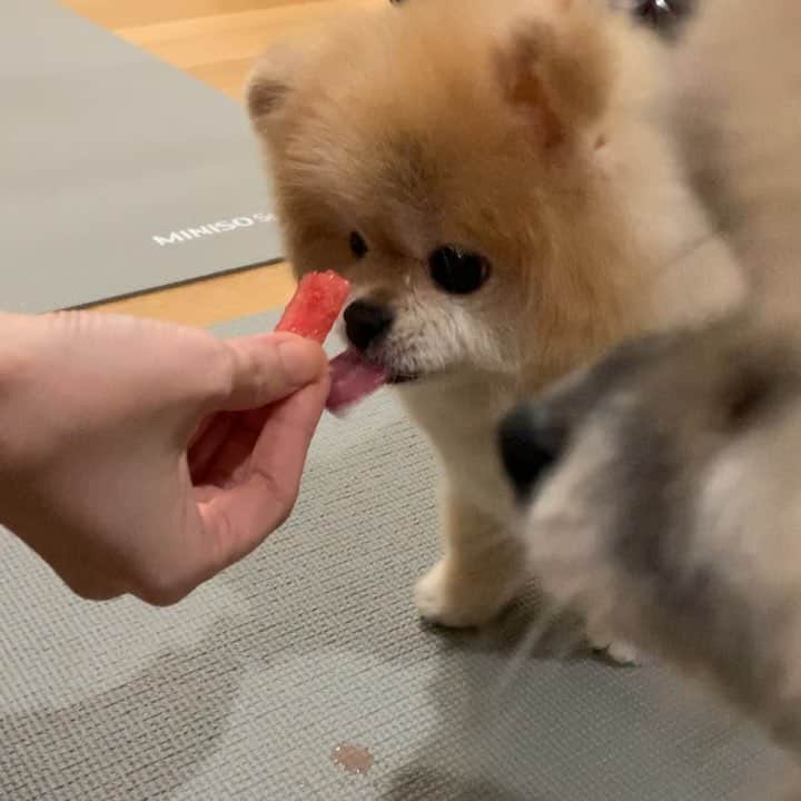 Ella Chuffyのインスタグラム：「Chuffy’s speed is my new goal!!! 🧐🍉 . . . . . . . . #ellachuffy #pet #petstagram #pomeranianpage #pomeraniansofinstagram #teacuppoms #cutedogs #pomeranian_lovers #pomeranianlife #pomeranianworld #teddybeardog #pomeranian #puppylove #aplacetolovedogs #dogoftheday #justpomeranians #fluffypack #dogoftheday #anmlsposts #thedailypompom #picoftheday #iflmdog #犬 #狗 #everydaydoglover  #pomeranianww #justpomeranians #bridgetdoodlesdogs」