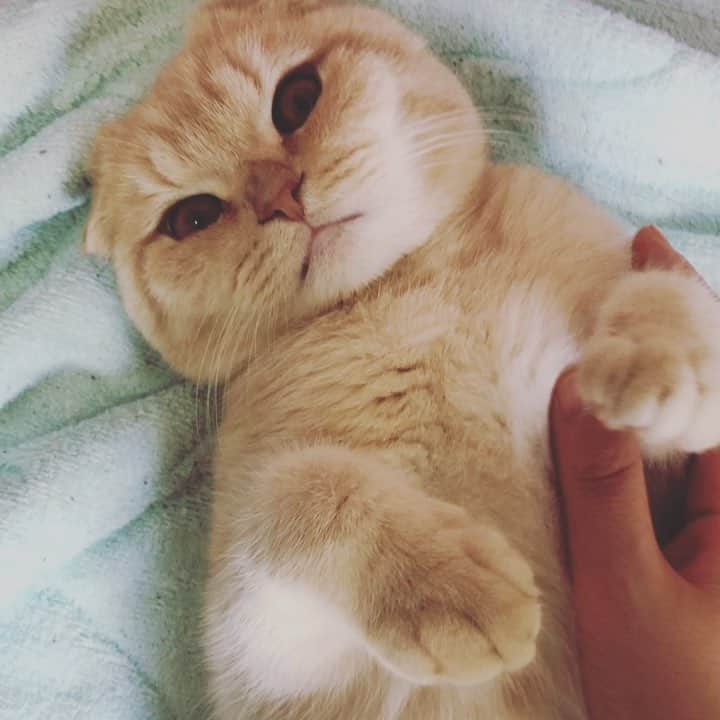 相馬有紀実のインスタグラム：「【今日のもへい】 遊ばれ放題。  #スコティッシュフォールド #猫好きな人と繋がりたい  #もへい  #ねこすたぐらむ」