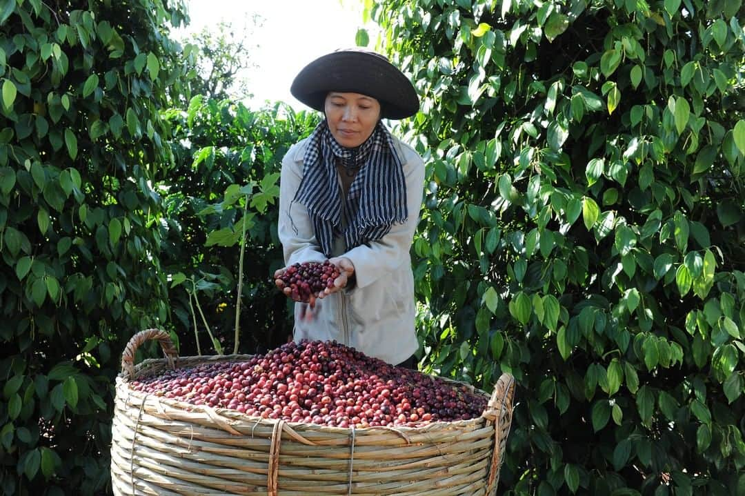 NESCAFEさんのインスタグラム写真 - (NESCAFEInstagram)「#GrownRespectfully in numbers: 🌱130 chlorinators installed in Brazil to improve the availability of potable water; 🌱390 coffee farmers trained in finance, helping to run better farms in Mexico; 🌱6000 Women reached through  Women Empowerment Program in Kenya; 🌱30%increased incomes for farmers in Vietnam, thanks to our intercropping models.  #nescaféplan #nestlé #nescafe」4月17日 0時00分 - nescafe