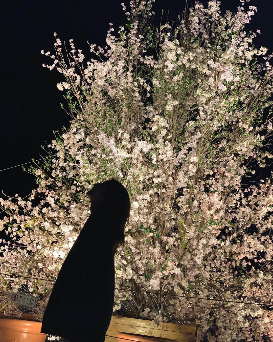 亜里沙さんのインスタグラム写真 - (亜里沙Instagram)「#🌸 #sakura #cherryblossoms #桜 #樱花」4月17日 0時12分 - alisa_0302