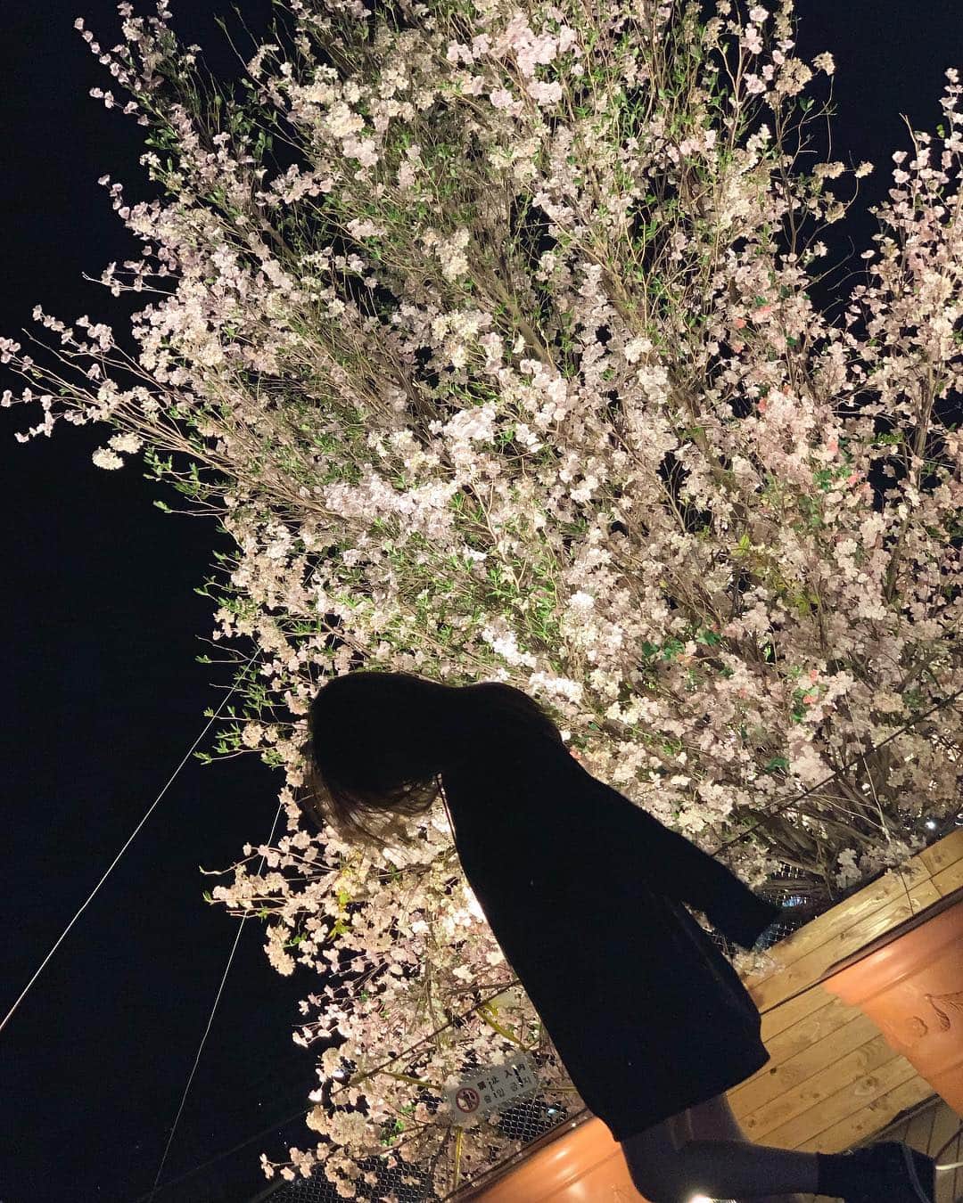 亜里沙さんのインスタグラム写真 - (亜里沙Instagram)「#🌸 #sakura #cherryblossoms #桜 #樱花」4月17日 0時12分 - alisa_0302