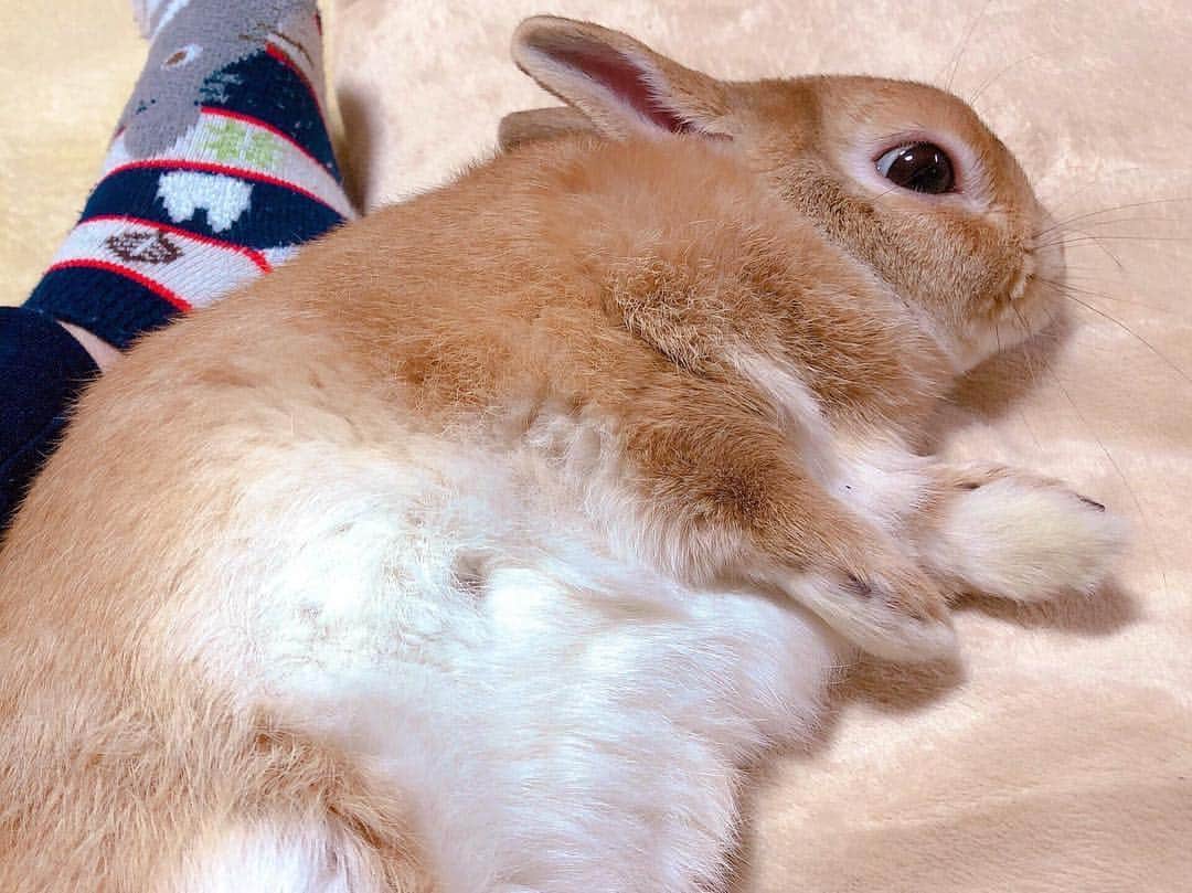 ラン?さんのインスタグラム写真 - (ラン?Instagram)「もふ～ん(っ^ω^c)❤ ママんの足もとにきて、ごろん♡ おちりがママんのあんよにくっついてると安心するね～∩^ω^∩ ☆ #おやすみなさい #うさぎ #ネザーランドドワーフ #rabbit #bunny #bunnystagram  #rabbitstagram  #cute  #かわいい #ふわもこ部  #もふもふ  #zip写真部  #アニマル写真部 #instagramjapan #netherlanddwarf #うさぎと暮らす  #うさぎのいる暮らし #癒し #kawaii #ランちゃん  2019.04.16」4月17日 0時26分 - mofumofuusako