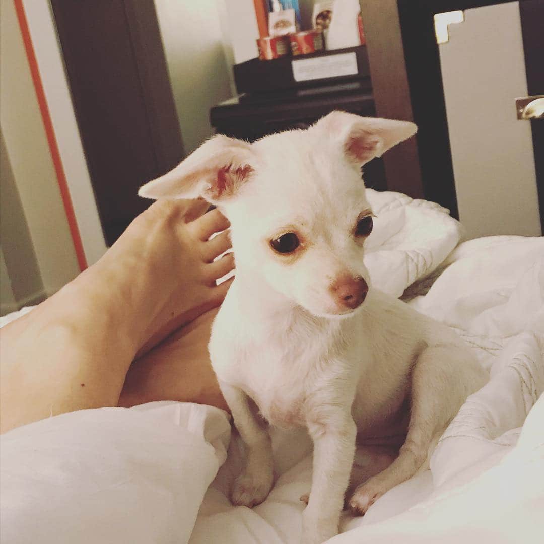マーガレット・チョーさんのインスタグラム写真 - (マーガレット・チョーInstagram)「Lucia and foot #dogsofinstagram #rescuedog #chihuahua」4月17日 0時29分 - margaret_cho