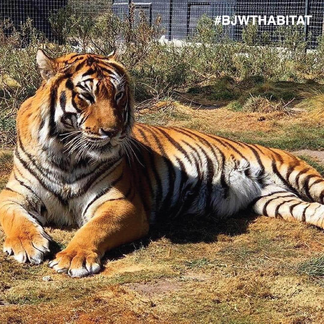 Black Jaguar-White Tiger さんのインスタグラム写真 - (Black Jaguar-White Tiger Instagram)「Everyone Loves the sunshine at the Foundation... #FrankieBoyBJWT #SaveOurPlanet #BJWTFoundation」4月17日 0時39分 - blackjaguarwhitetiger