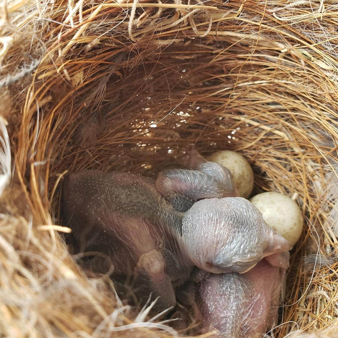 スミソニアン国立動物園さんのインスタグラム写真 - (スミソニアン国立動物園Instagram)「🐦We welcomed our first loggerhead shrikes 🐣 of the year on April 6 at the Smithsonian Conservation Biology Institute in Front Royal, Virginia! They will be released to the wild later this year. Loggerhead shrikes were once common across North America. Their populations have fallen sharply, and they have disappeared from New England completely. There may be as few as 100 birds remaining in Virginia, a state where they were once abundant. They are listed as endangered in Canada and in 26 states in the U.S., and they may soon be added to the Endangered Species List. The reason for their decline is unknown, but SCBI scientists are working with wildlife biologists in Virginia and West Virginia to investigate possible causes. #WeSaveSpecies #ornithology #LoggerheadShrikes」4月17日 0時40分 - smithsonianzoo