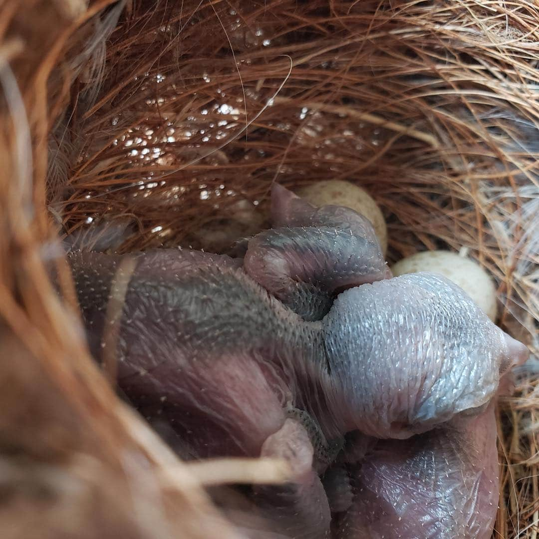 スミソニアン国立動物園さんのインスタグラム写真 - (スミソニアン国立動物園Instagram)「🐦We welcomed our first loggerhead shrikes 🐣 of the year on April 6 at the Smithsonian Conservation Biology Institute in Front Royal, Virginia! They will be released to the wild later this year. Loggerhead shrikes were once common across North America. Their populations have fallen sharply, and they have disappeared from New England completely. There may be as few as 100 birds remaining in Virginia, a state where they were once abundant. They are listed as endangered in Canada and in 26 states in the U.S., and they may soon be added to the Endangered Species List. The reason for their decline is unknown, but SCBI scientists are working with wildlife biologists in Virginia and West Virginia to investigate possible causes. #WeSaveSpecies #ornithology #LoggerheadShrikes」4月17日 0時40分 - smithsonianzoo