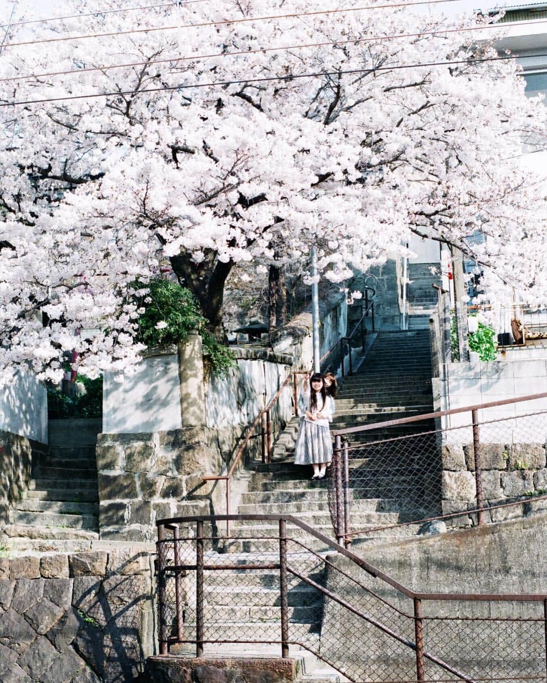 岩倉しおりさんのインスタグラム写真 - (岩倉しおりInstagram)「春が帰ってきた。 今年の春はたくさん晴れた。  もう香川の桜は葉桜でアスファルトに落ちた桜の花びらを名残惜しく見ている。でも満開の桜の写真が今日帰ってきた。」4月17日 0時51分 - iwakurashiori