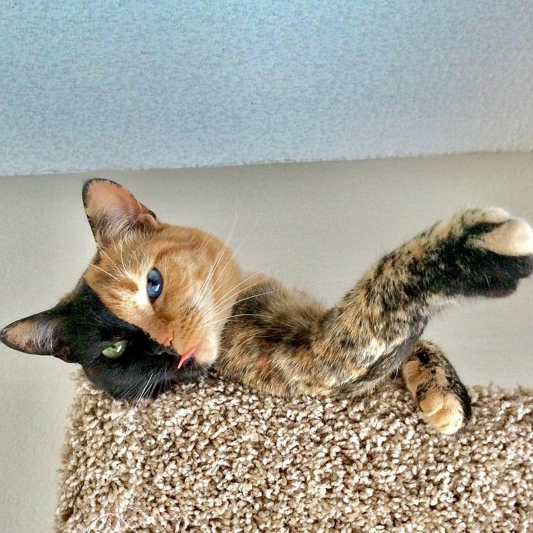Venus Cat さんのインスタグラム写真 - (Venus Cat Instagram)「#tongueouttuesday 😋😛」4月17日 1時14分 - venustwofacecat