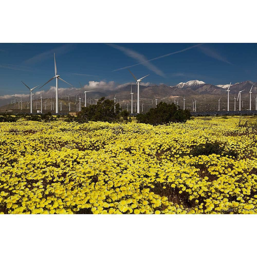 Gerd Ludwigさんのインスタグラム写真 - (Gerd LudwigInstagram)「Another set of images from California’s “super bloom.” The bloom, a feat of nature spurred by unusually high amounts of rainfall, has resulted in a blanket of spectacular colors covering many natural areas in Southern California. This is the second year in a row that the flowers have blossomed to an extraordinary extent, but this year it is in such massive amounts that have not been seen for decades.  The first two photographs were taken outside the limits of Antelope Valley Poppy Reserve, the third near Palm Springs and the fourth in a remote area near Lake Elsinore.  @natgeo @natgeotravel @thephotosociety #superbloom #LakeElsinore #AntelopeValley」4月17日 1時15分 - gerdludwig