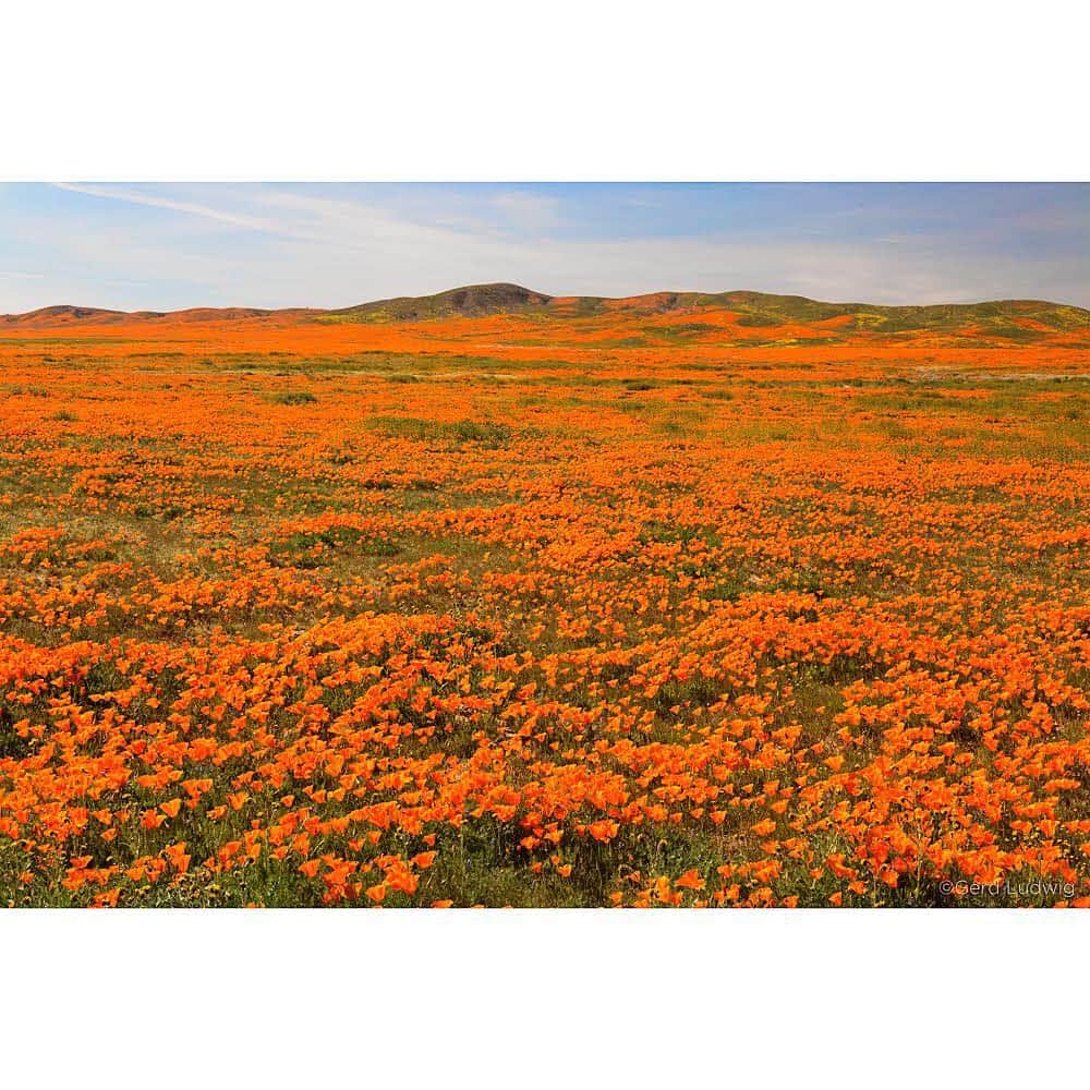 Gerd Ludwigさんのインスタグラム写真 - (Gerd LudwigInstagram)「Another set of images from California’s “super bloom.” The bloom, a feat of nature spurred by unusually high amounts of rainfall, has resulted in a blanket of spectacular colors covering many natural areas in Southern California. This is the second year in a row that the flowers have blossomed to an extraordinary extent, but this year it is in such massive amounts that have not been seen for decades.  The first two photographs were taken outside the limits of Antelope Valley Poppy Reserve, the third near Palm Springs and the fourth in a remote area near Lake Elsinore.  @natgeo @natgeotravel @thephotosociety #superbloom #LakeElsinore #AntelopeValley」4月17日 1時15分 - gerdludwig