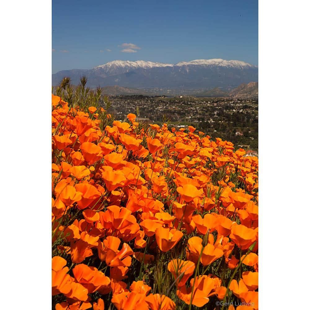 Gerd Ludwigさんのインスタグラム写真 - (Gerd LudwigInstagram)「Another set of images from California’s “super bloom.” The bloom, a feat of nature spurred by unusually high amounts of rainfall, has resulted in a blanket of spectacular colors covering many natural areas in Southern California. This is the second year in a row that the flowers have blossomed to an extraordinary extent, but this year it is in such massive amounts that have not been seen for decades.  The first two photographs were taken outside the limits of Antelope Valley Poppy Reserve, the third near Palm Springs and the fourth in a remote area near Lake Elsinore.  @natgeo @natgeotravel @thephotosociety #superbloom #LakeElsinore #AntelopeValley」4月17日 1時15分 - gerdludwig