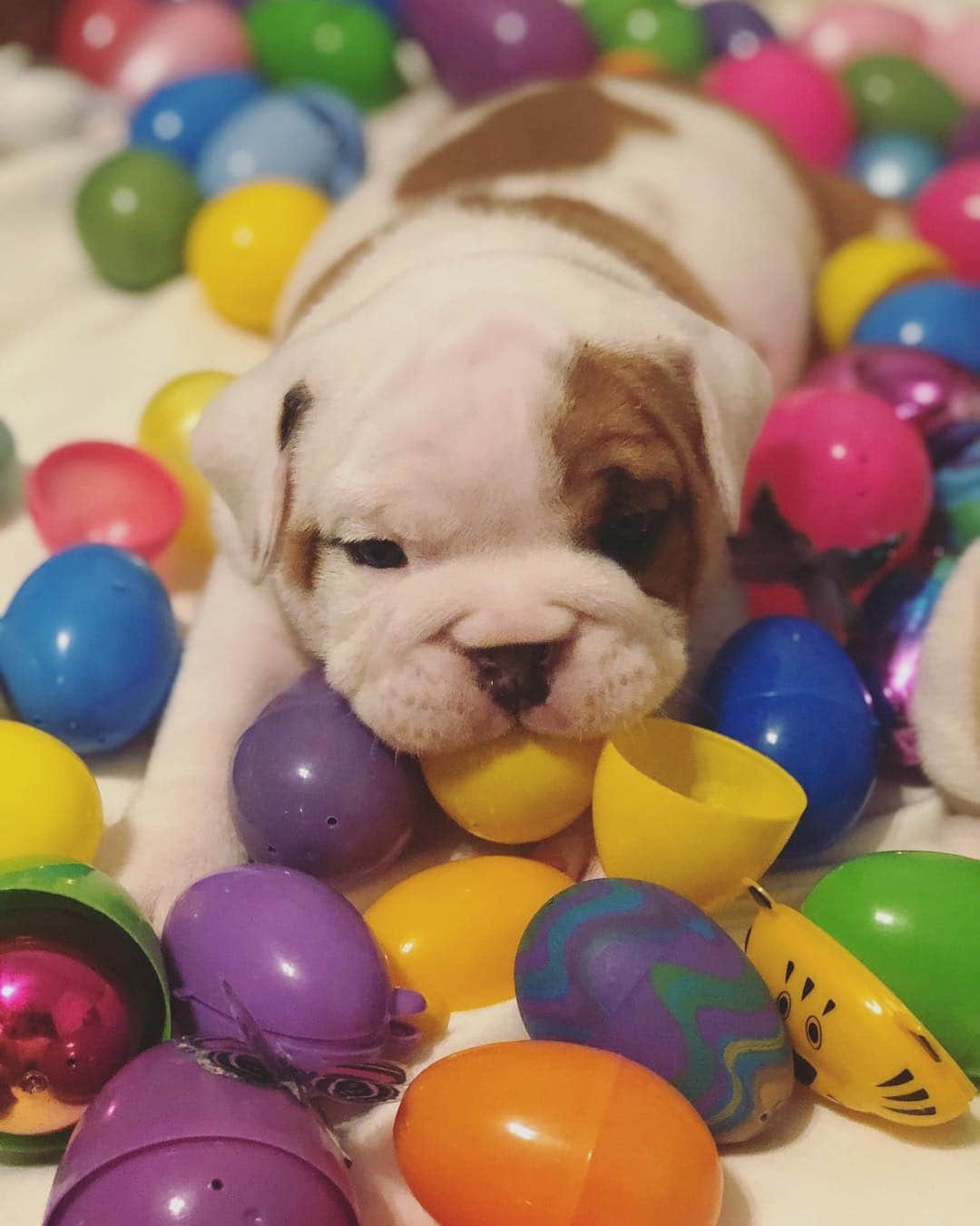 Bodhi & Butters & Bubbahさんのインスタグラム写真 - (Bodhi & Butters & BubbahInstagram)「Best Kinder surprise ever!!! . . . . #bulldog #spring #chocolate #sweet #easter #love #puppy #cute #dogsofinstagram  Photo: unknown (this little guys owner hasn’t made him an IG yet)」4月17日 1時15分 - keonistuff